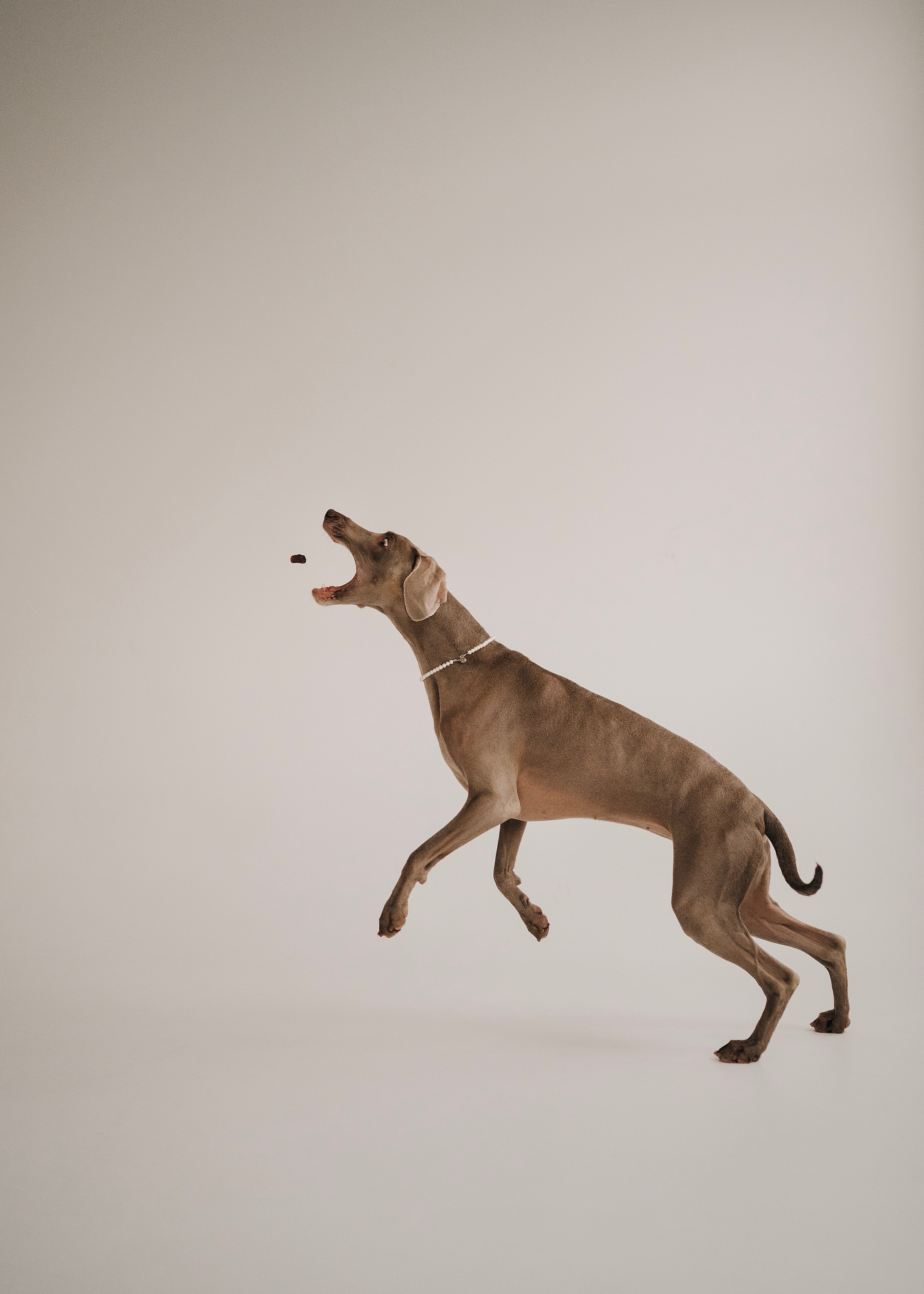 Фани. Фотограф- анималист Александра Матвеева