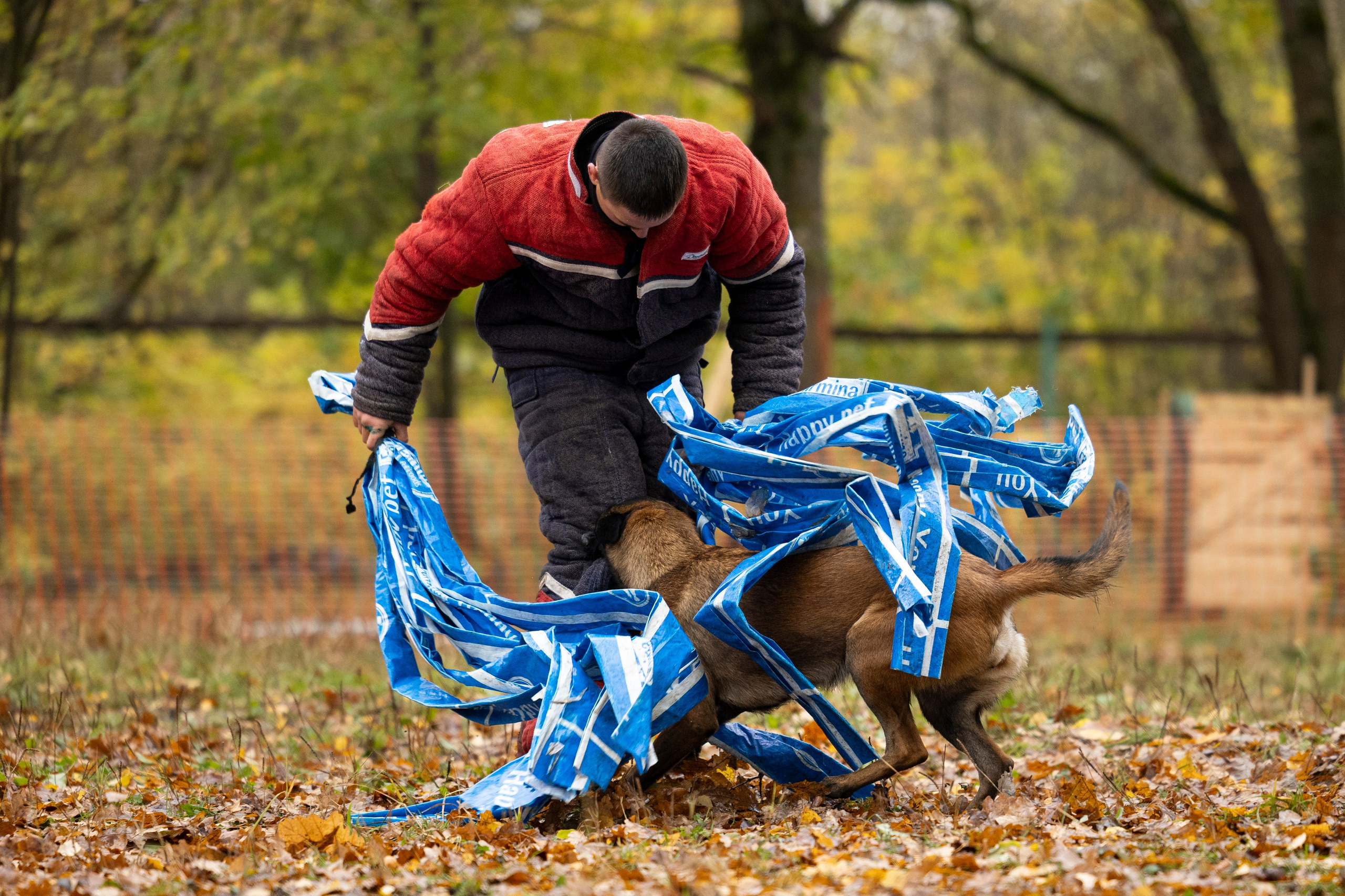 Соревнования по Мондьорингу г. Вологда. Фотограф-анималист Анна Маринич