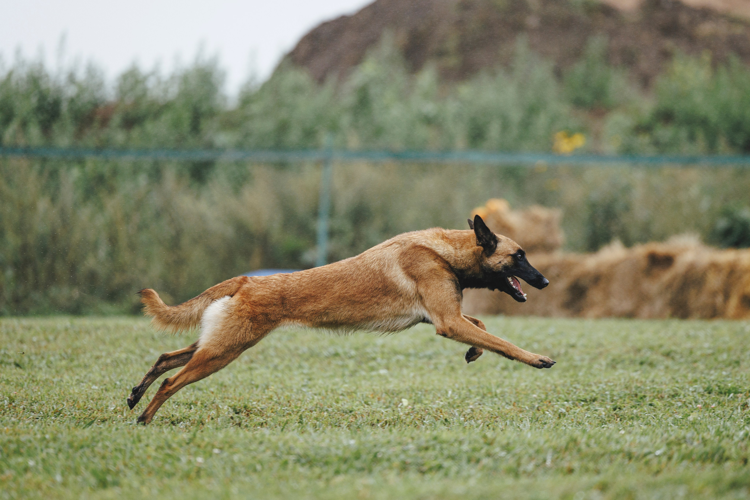 08.08.25-10.08.25 ЧР по мондьорингу г. Вологда. Фотограф-анималист Анна Маринич