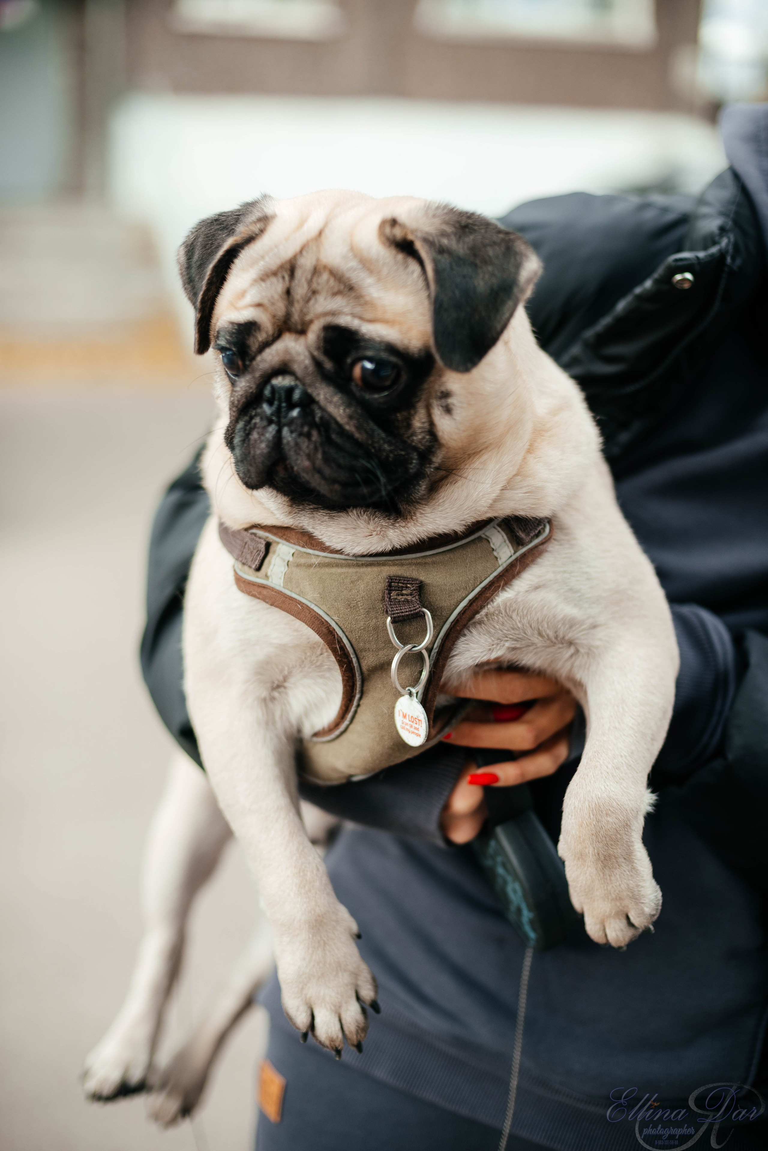 Аюмишка. Фотограф Эллина Дар г. Улан-Удэ