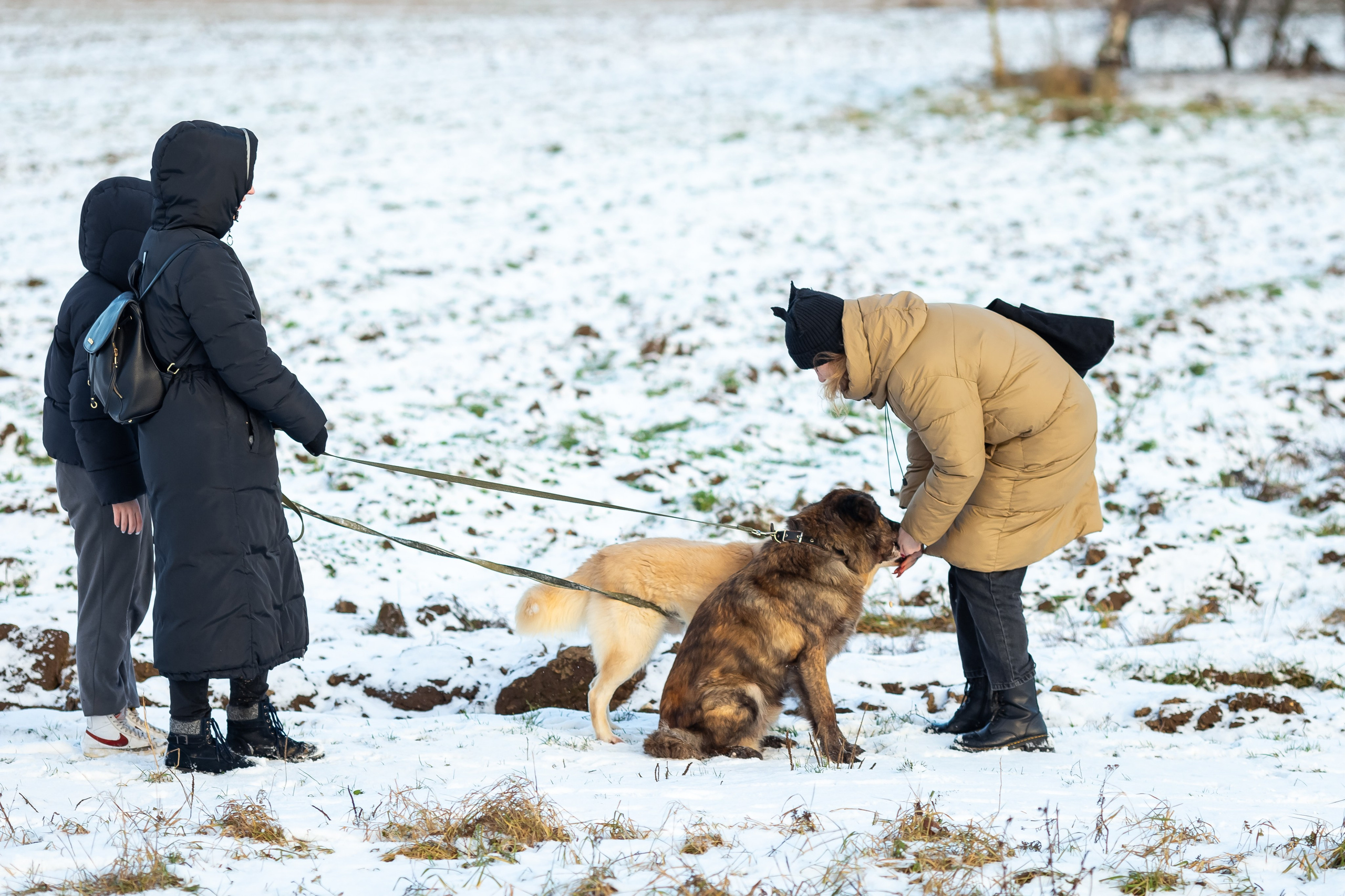 Petshop Забота. Фотограф в Санкт-Петербурге Чумаков Семен