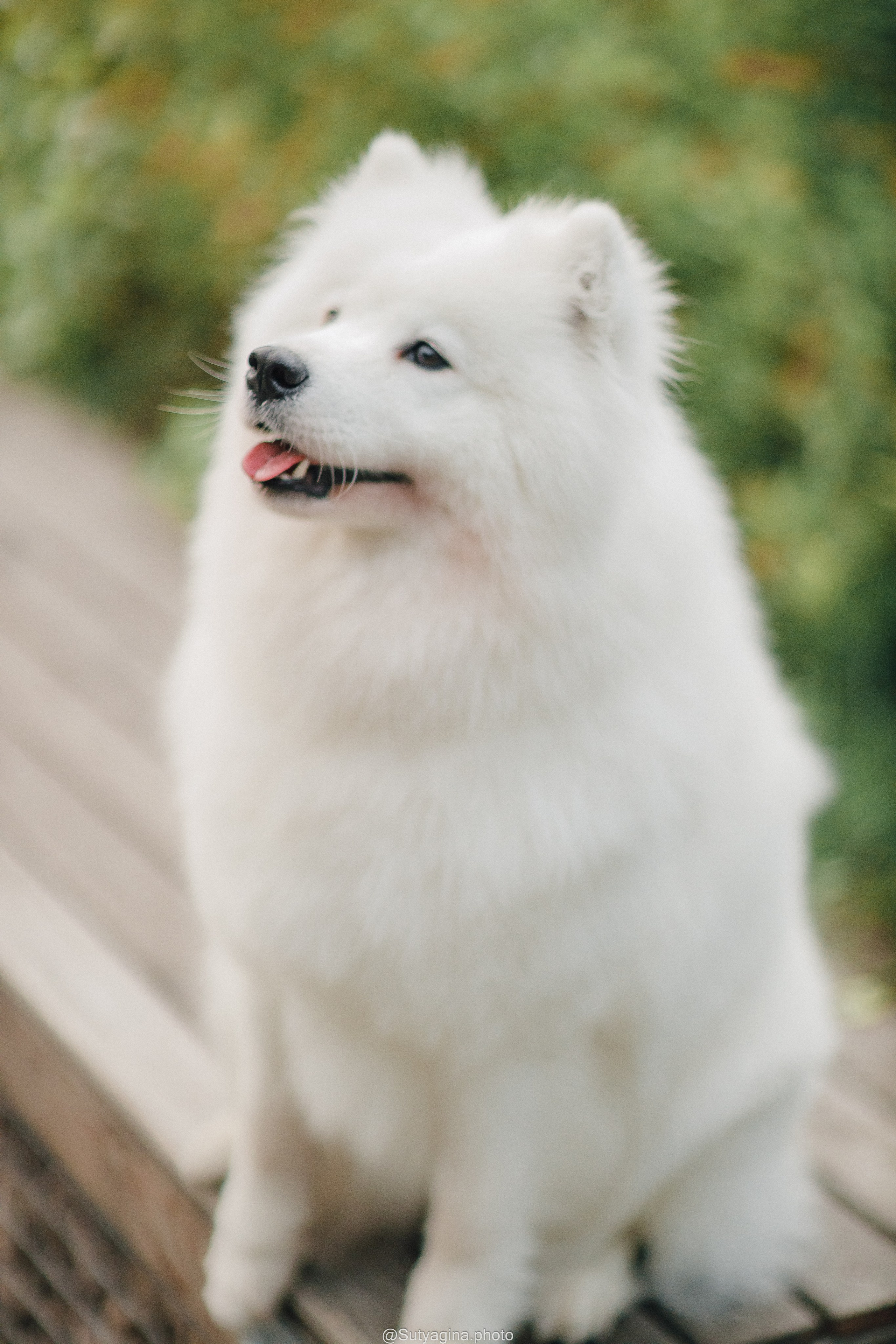 Самоед Рея. Свадебный и женский фотограф