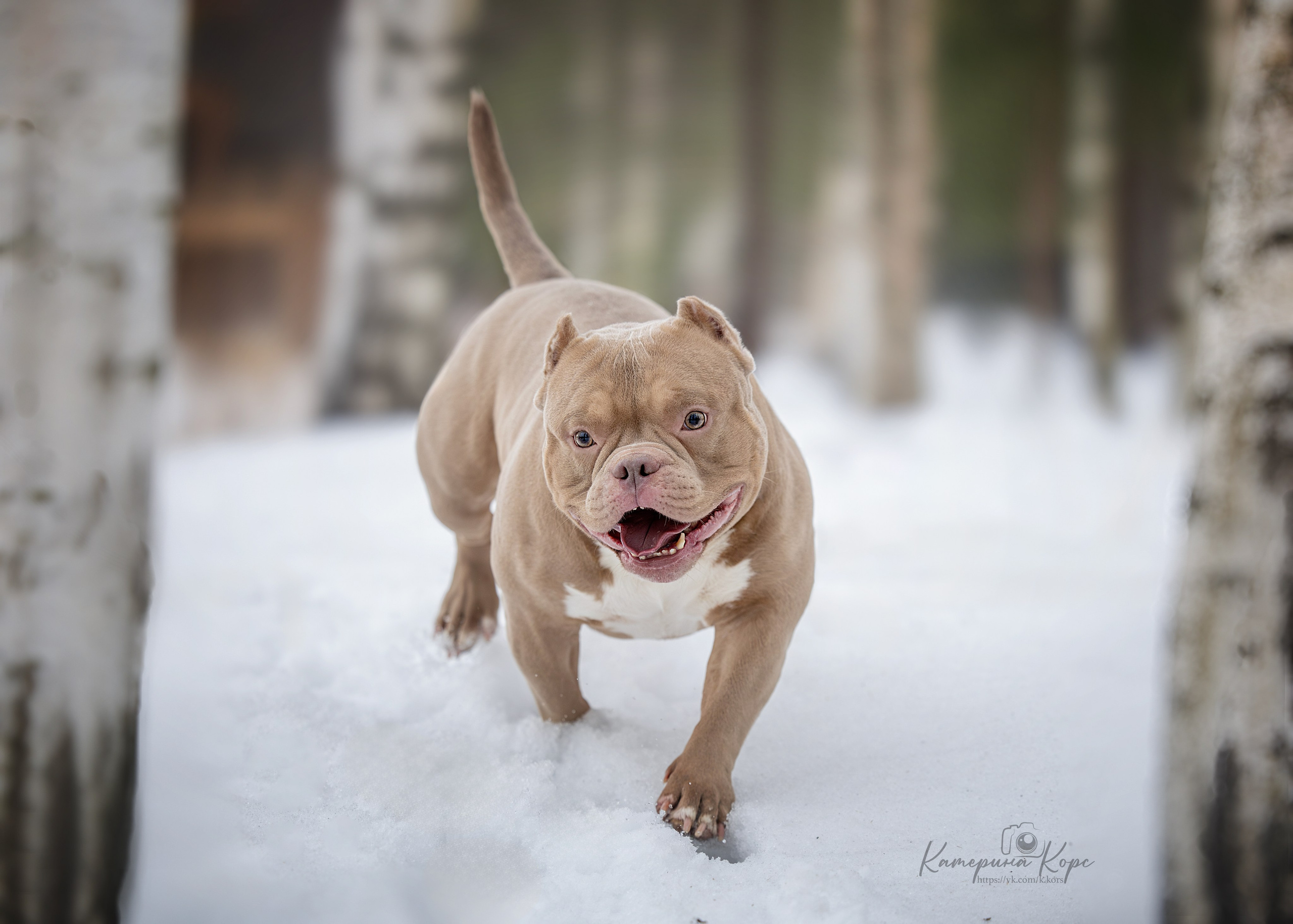 Прогулки. Главная