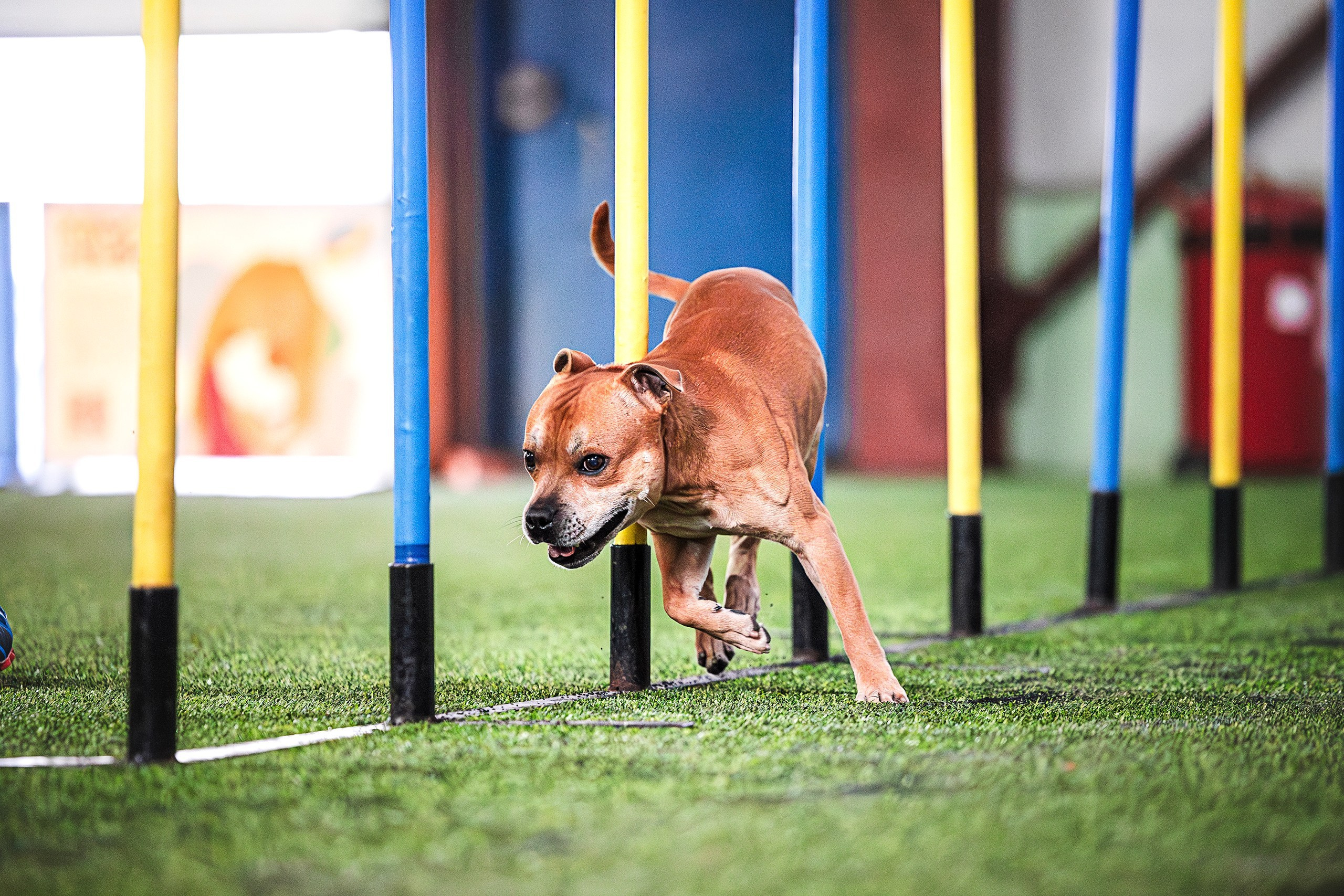 Шмель. BLGKV питомник собак