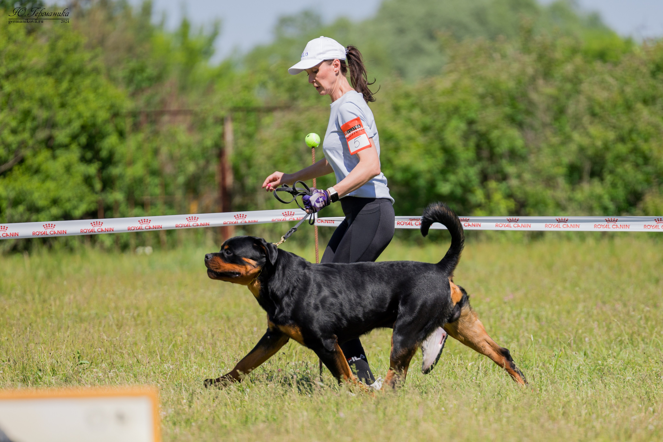 Воронеж моно ротвейлеров 25-26.05.2024. Фотограф-анималист Юлия Германика
