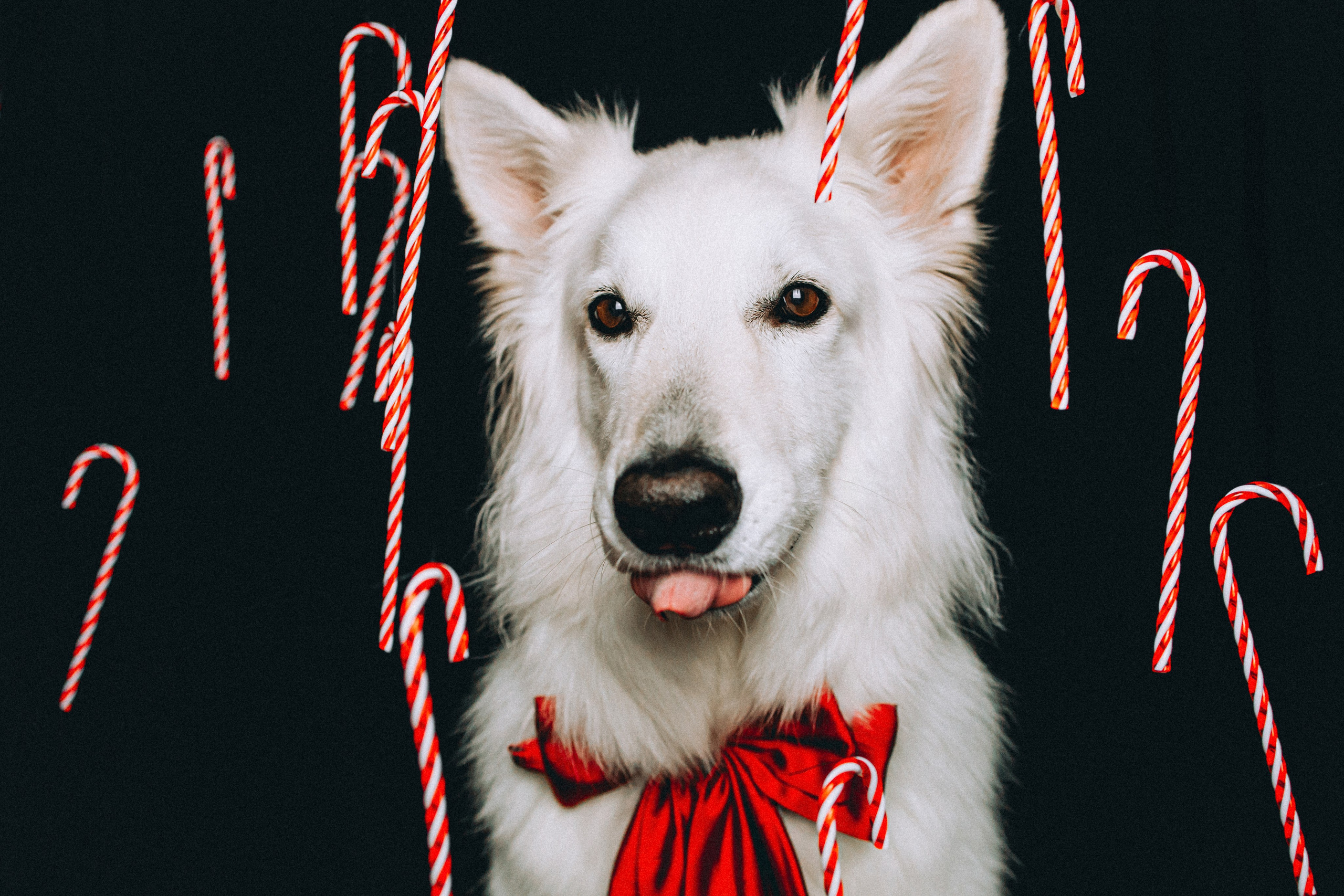 Джек, Бет и Кову