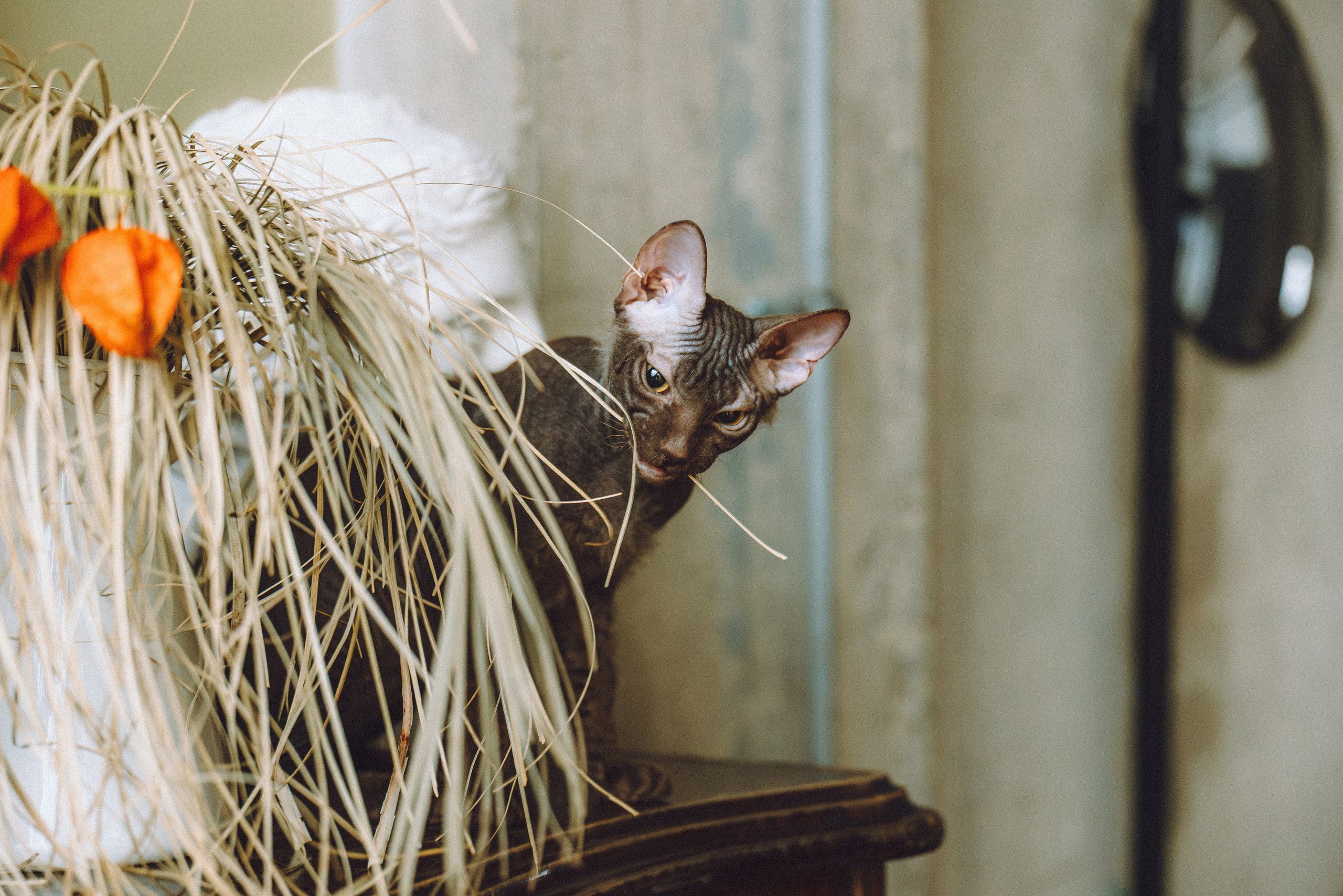 Кокос, Света, Динара и Вилли