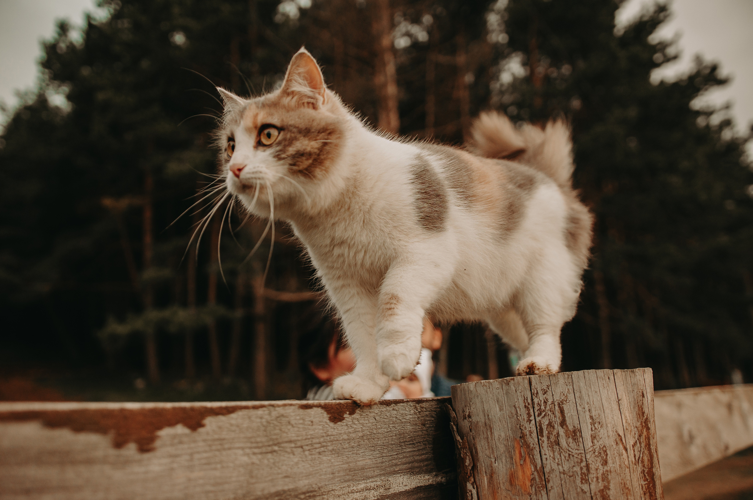 НА ПРОГУЛКЕ. Фотограф Настя Конник | Пятигорск | Эльбрус | Домбай | Архыз