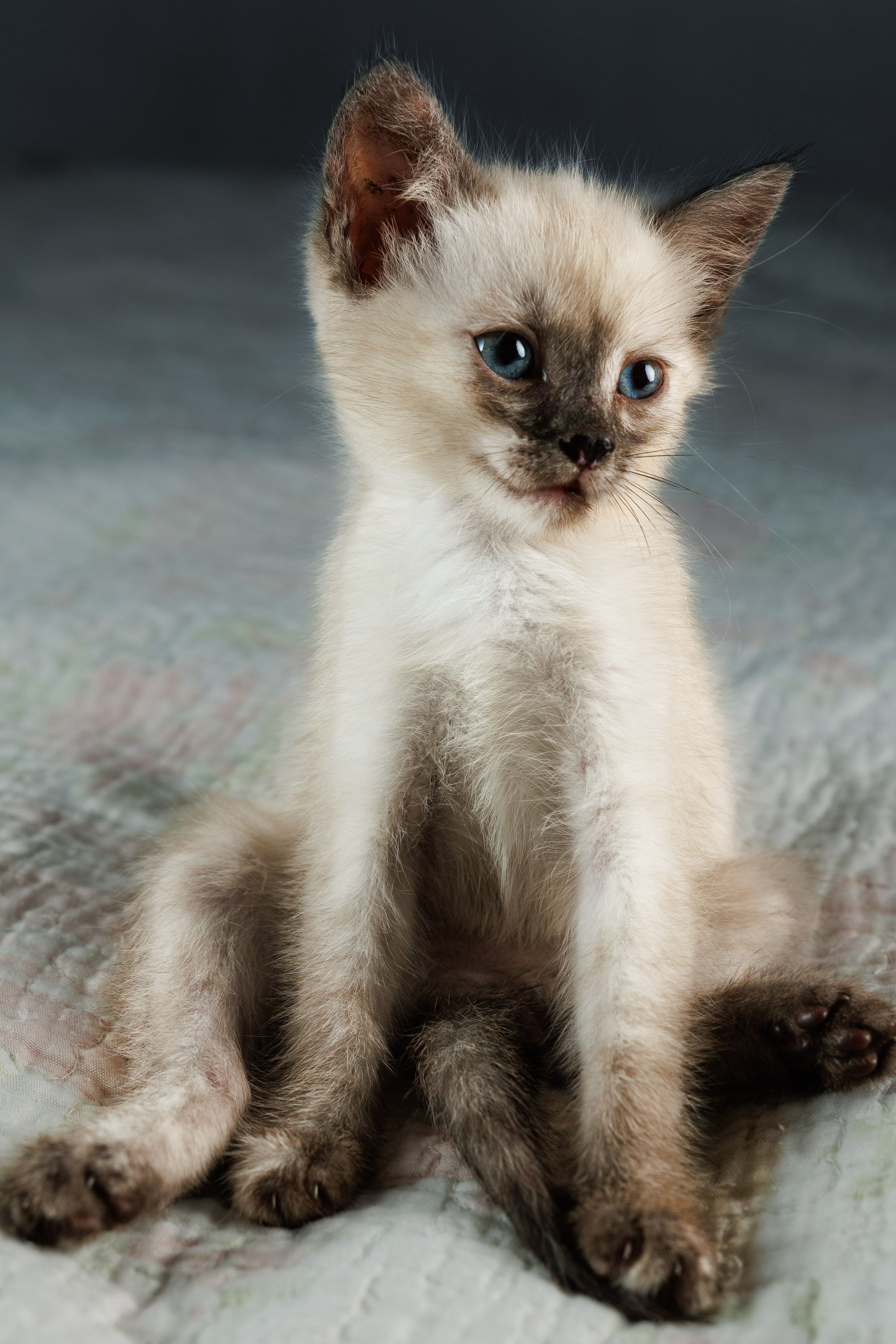Портреты ваших питомцев. Коммерческий, рекламный фотограф в Уфе Сергей Крайкин