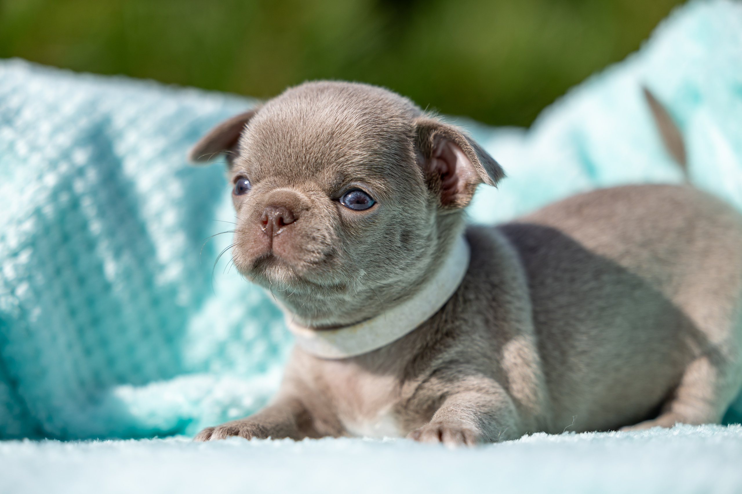 Щенки. Фотограф Яна Матвеева в Ижевске