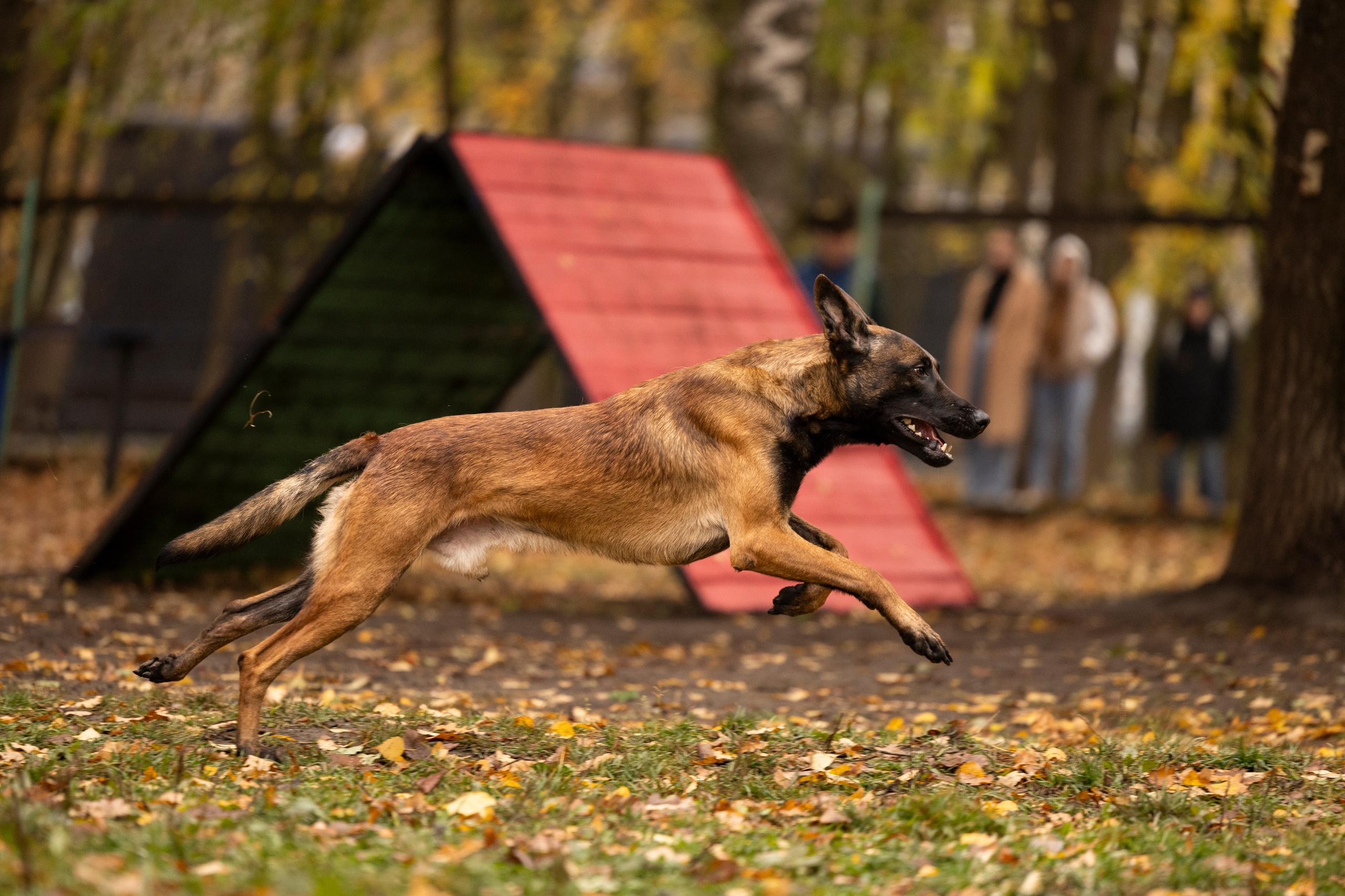 Соревнования по Мондьорингу г. Вологда. Фотограф-анималист Анна Маринич