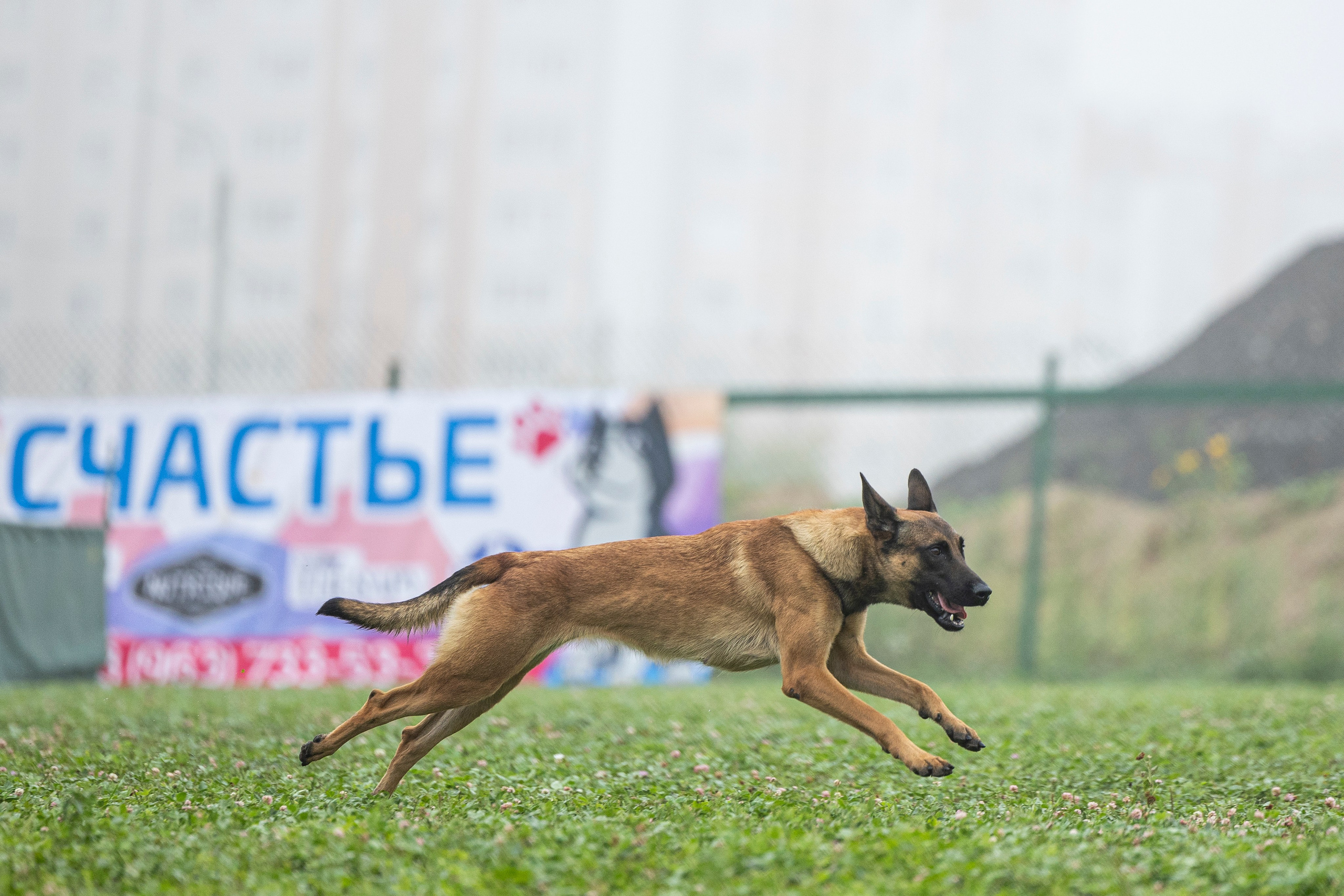 Соревнования по Мондьорингу г. Вологда 10-11.08.2024. Фотограф-анималист Анна Маринич