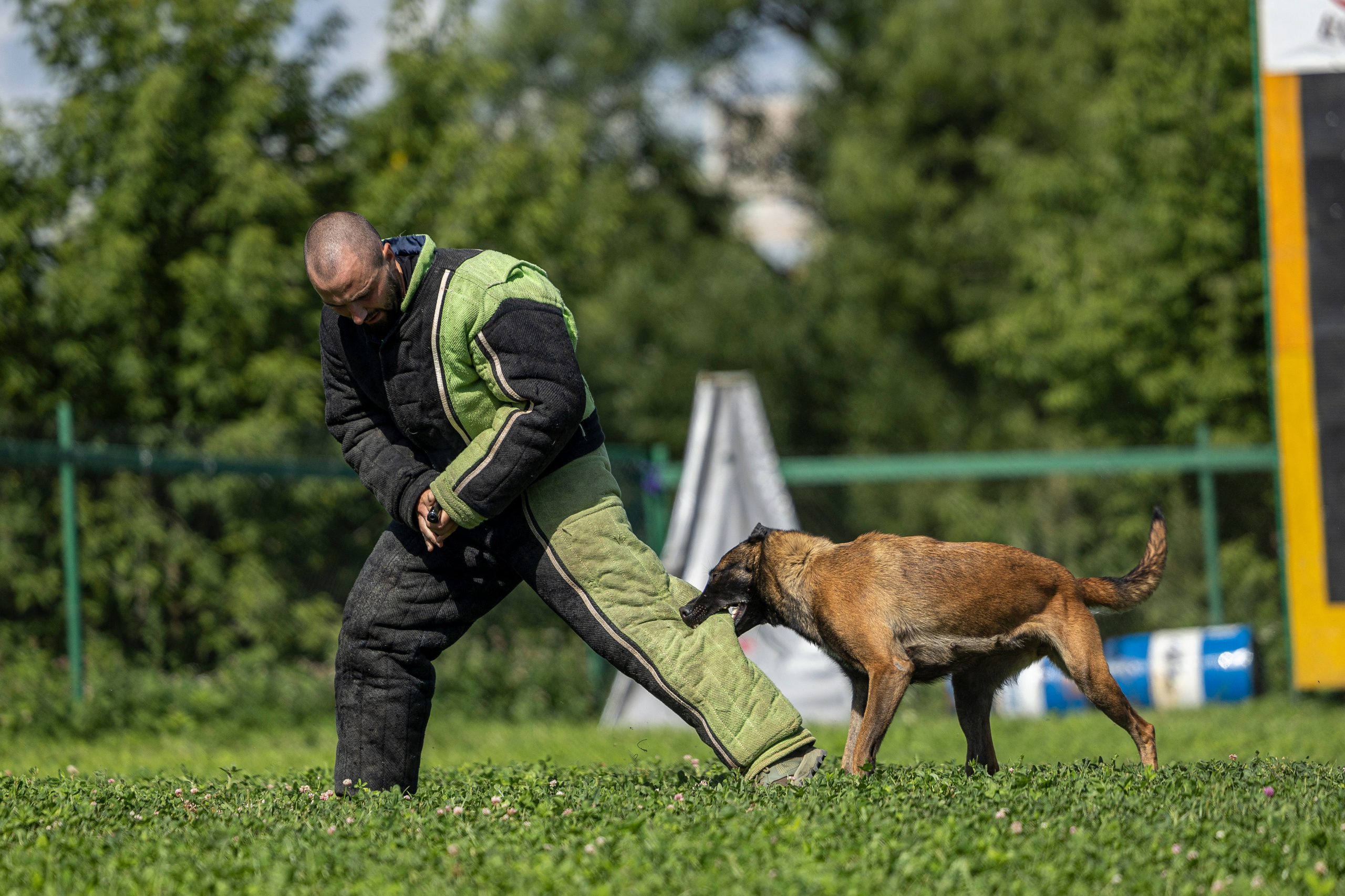 Соревнования по Мондьорингу г. Вологда 10-11.08.2024. Фотограф-анималист Анна Маринич