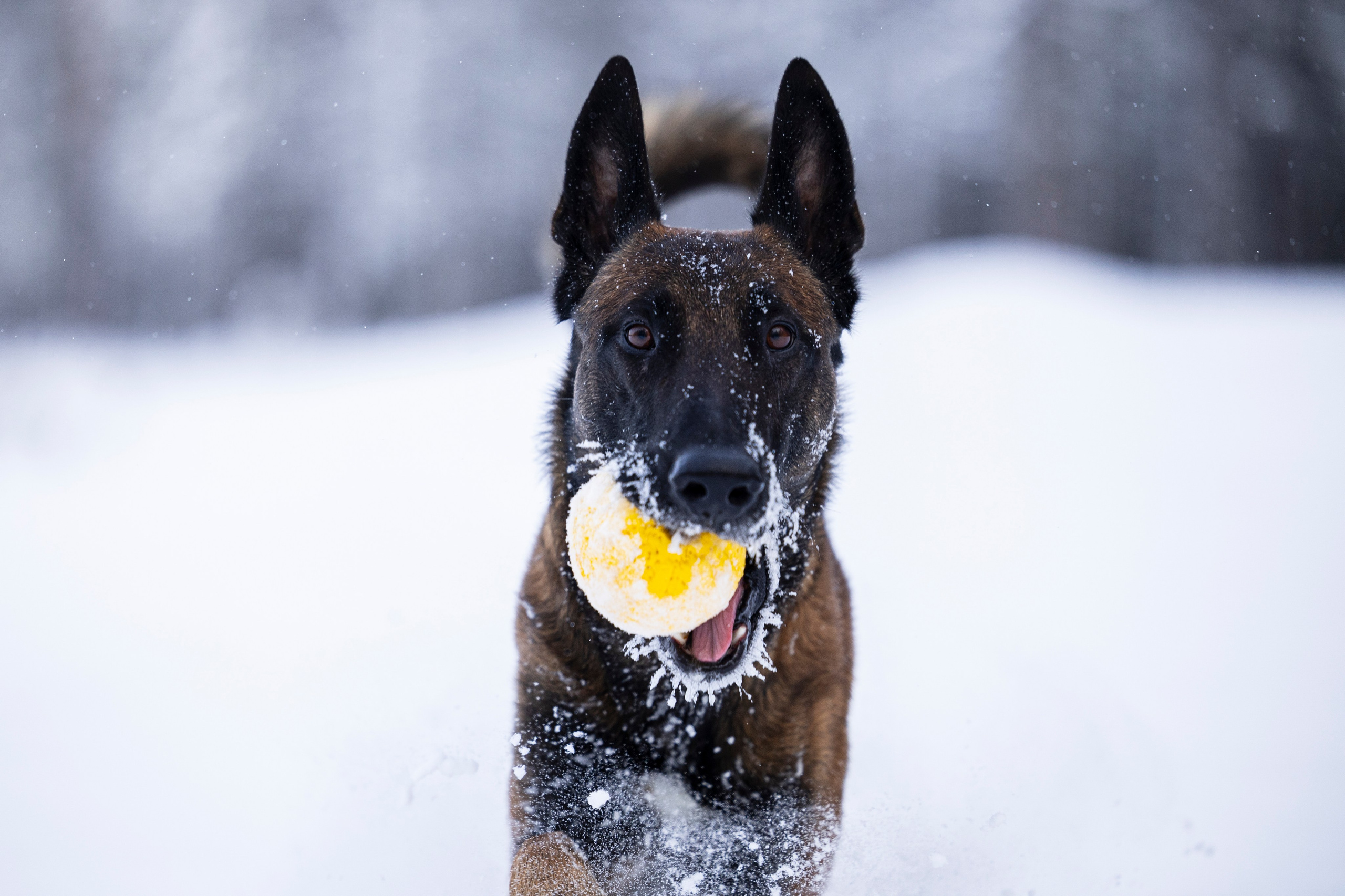 Раш. Фотограф-анималист Анна Маринич