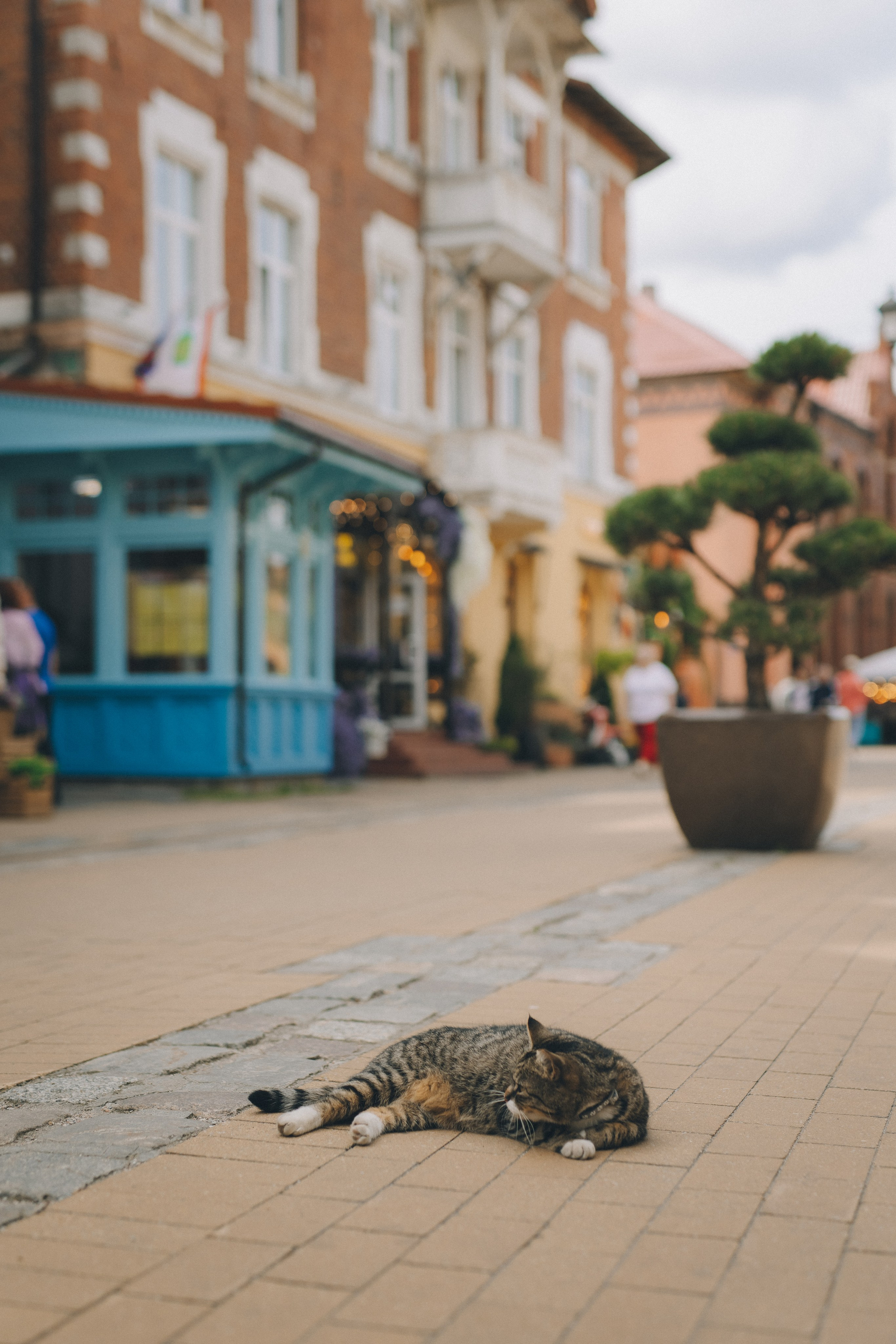 Мурчащий город. Фотограф Зеленоградск Красильникова Елена