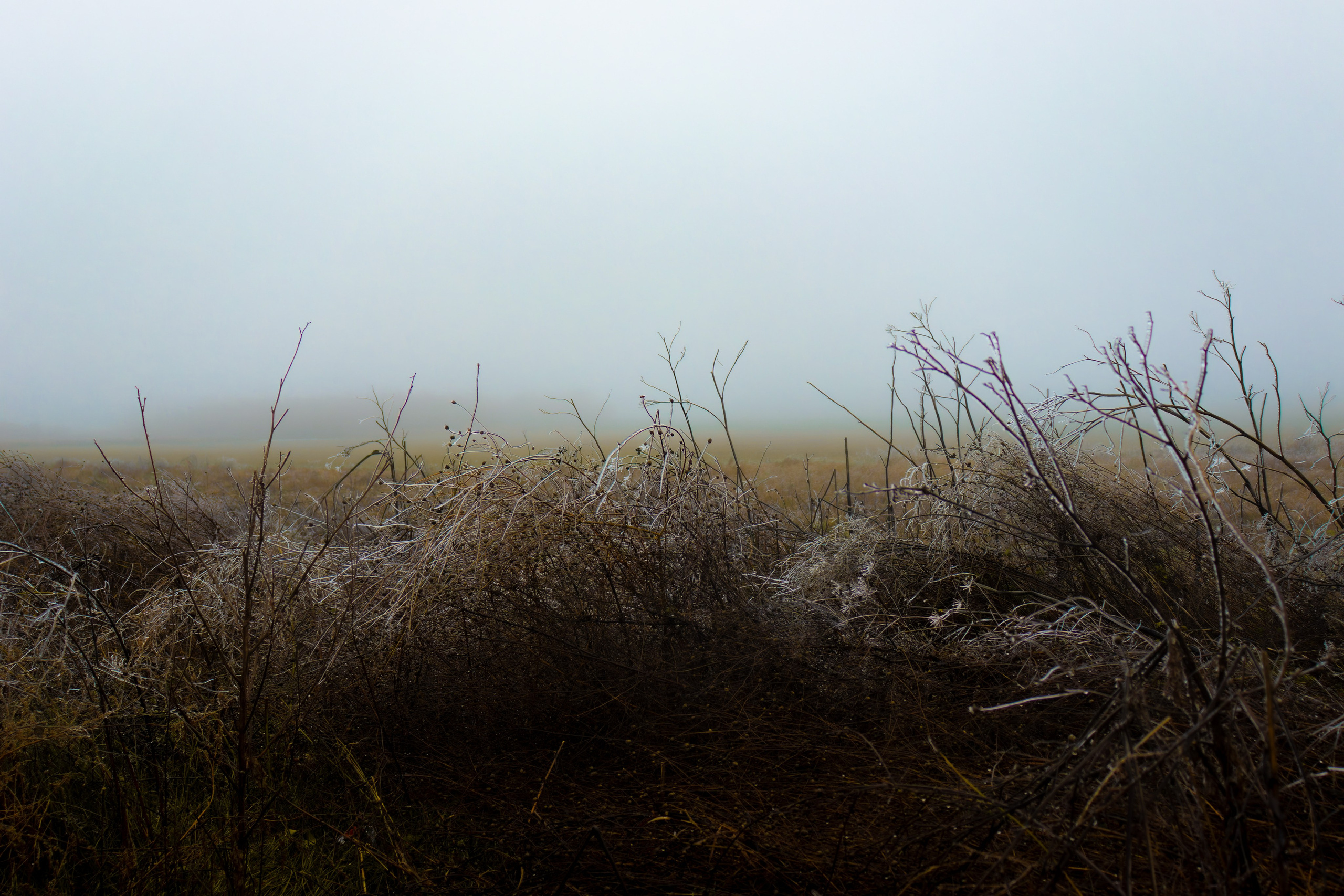 Из наблюдений. Плак или Квак