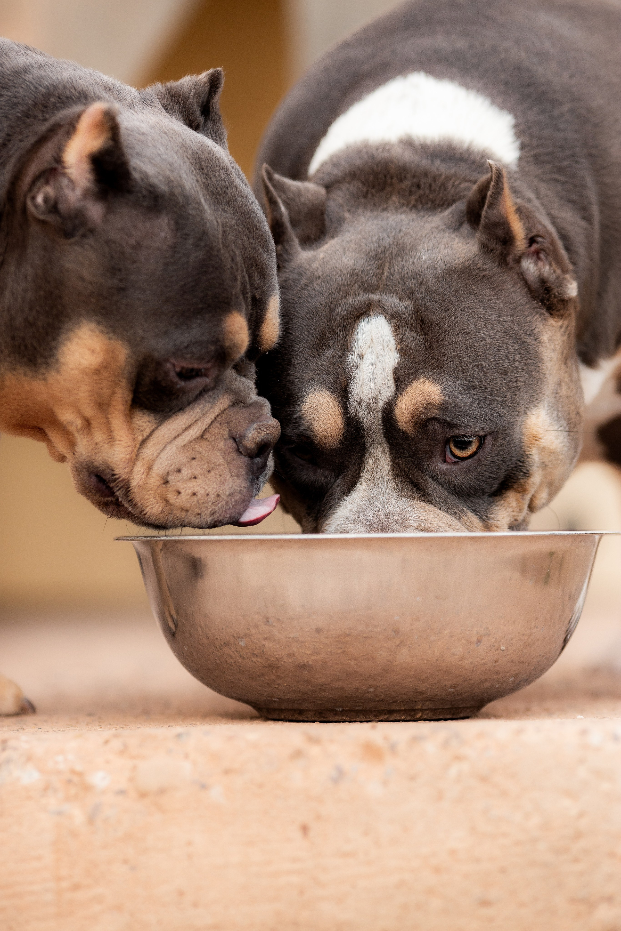 Наталья и булли. Фотограф Анималист в Перми Анастасия Остерман