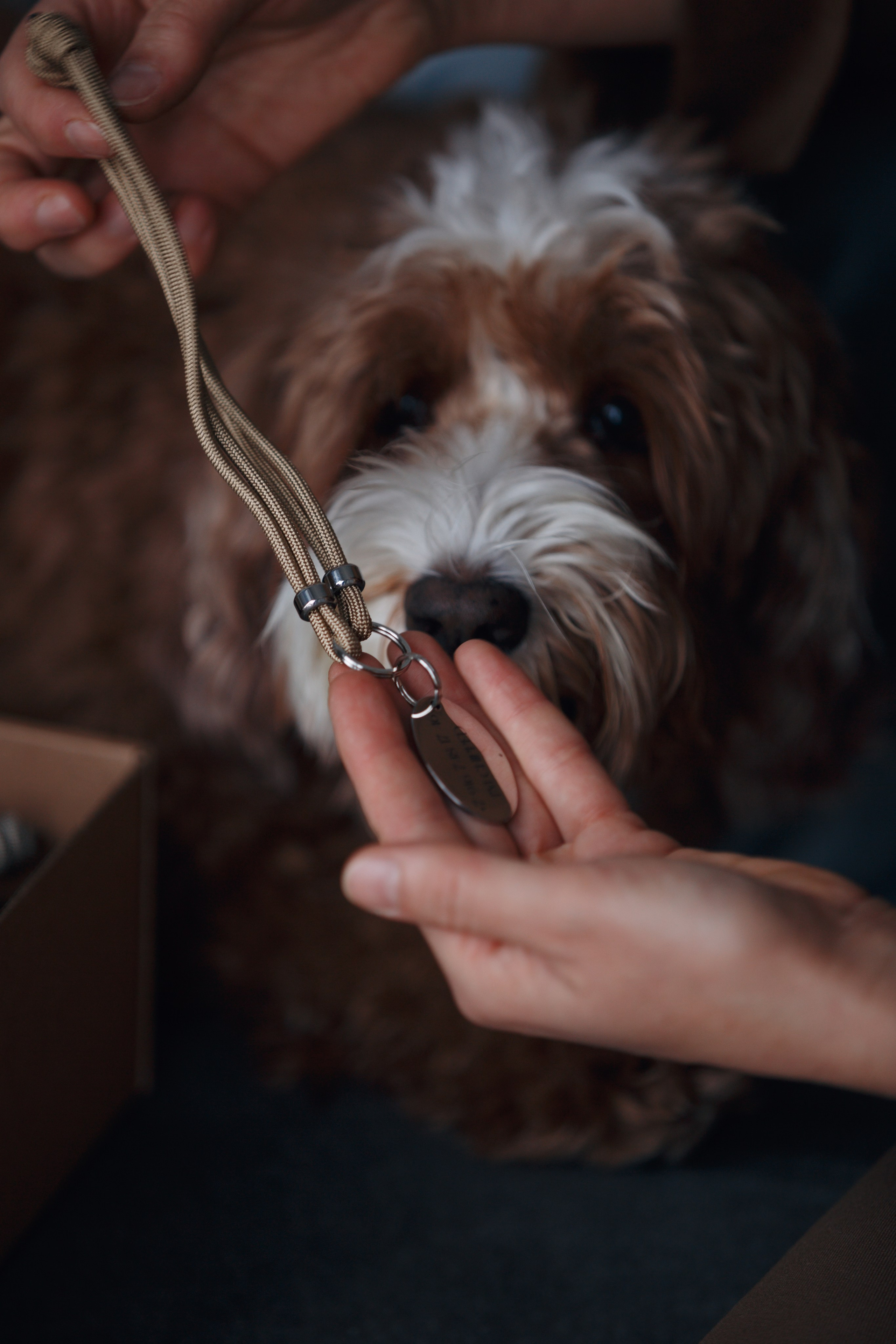 Bmbh лежанки и адресники. Фотограф анималист Кристина Карпова, Москва