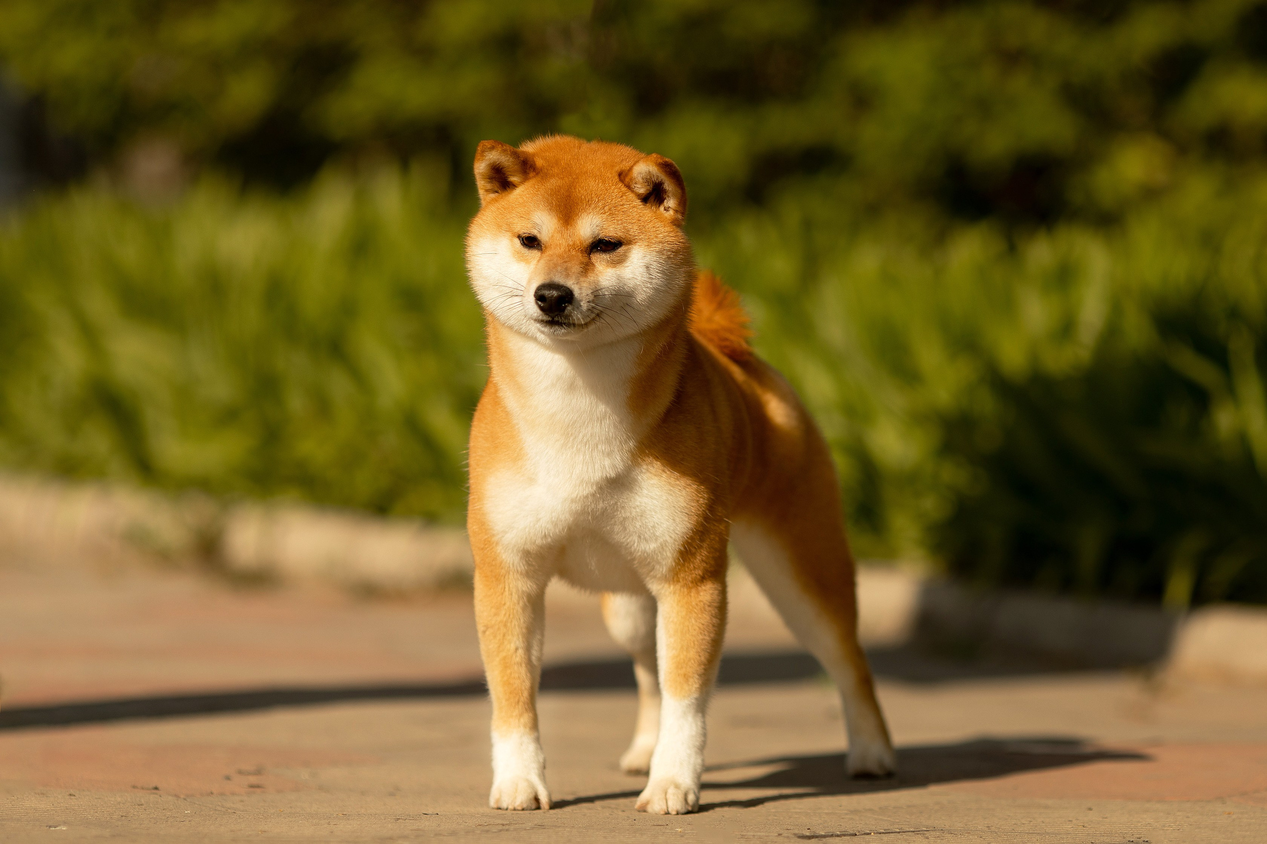 Собаки. Конный фотограф Валынкина Лера