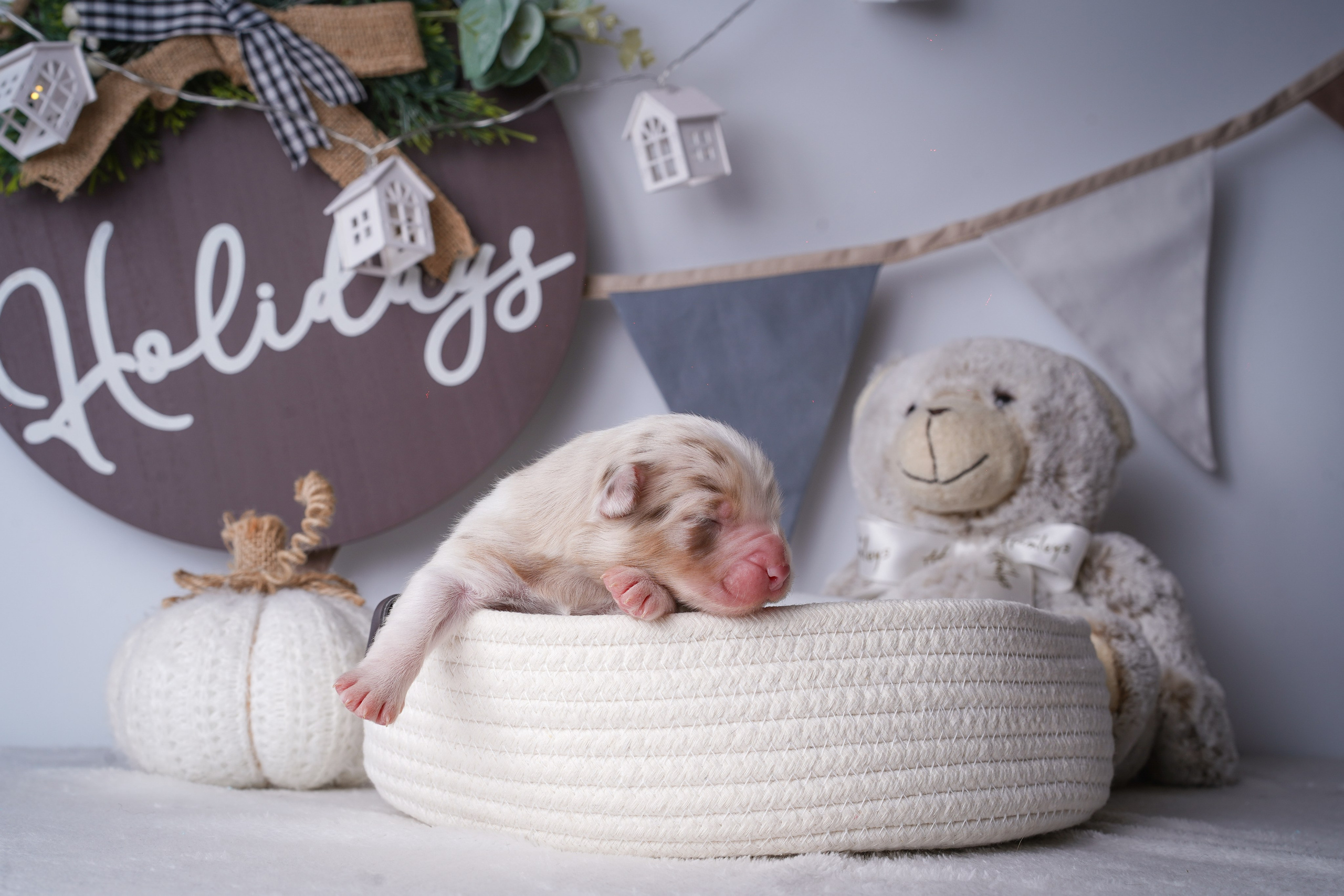 Щенули аусси. Фотограф-анималист в Санкт-Петербурге Яна Мартынова