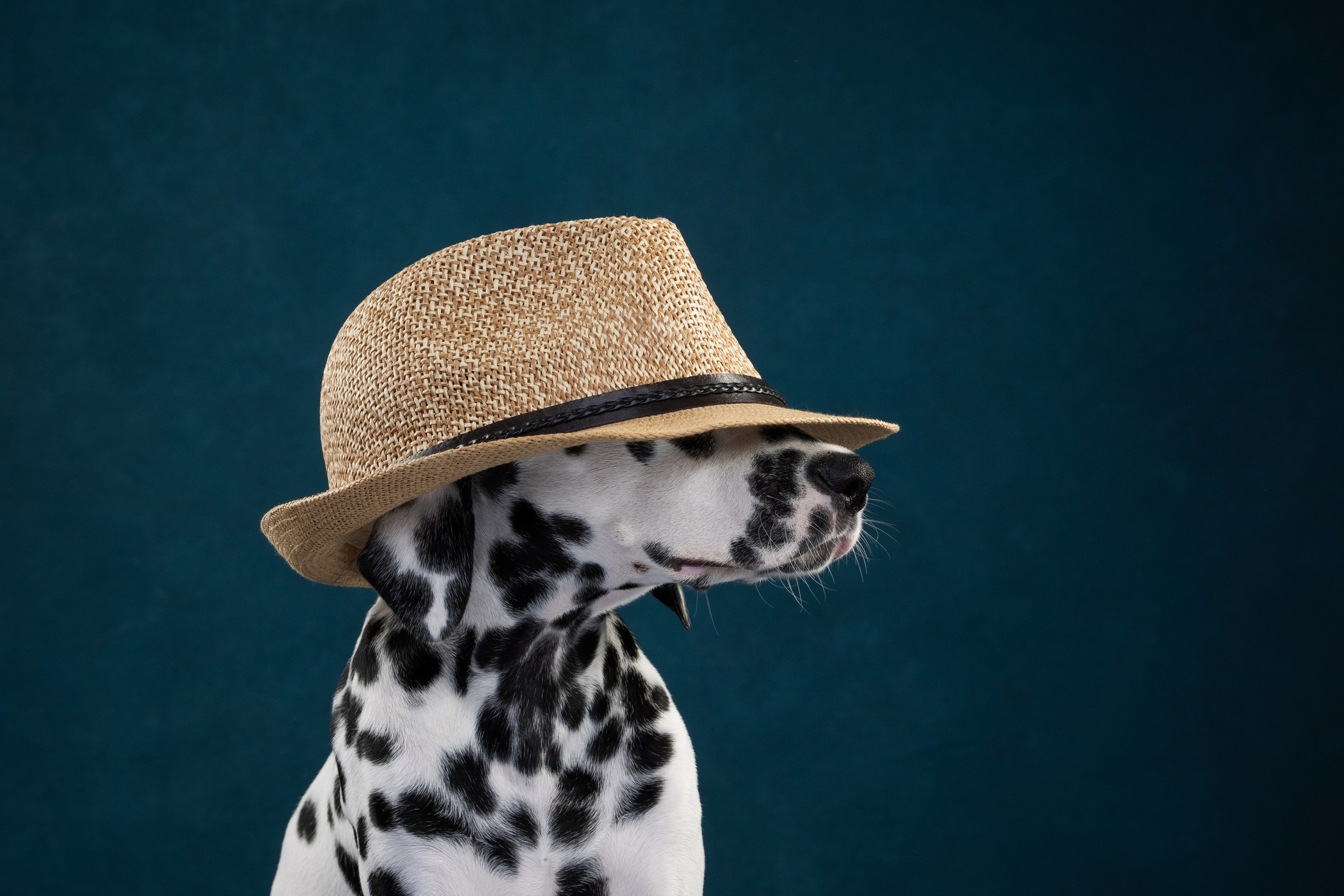 Далматин Одри. Фотограф анималист Осипчикова Мария