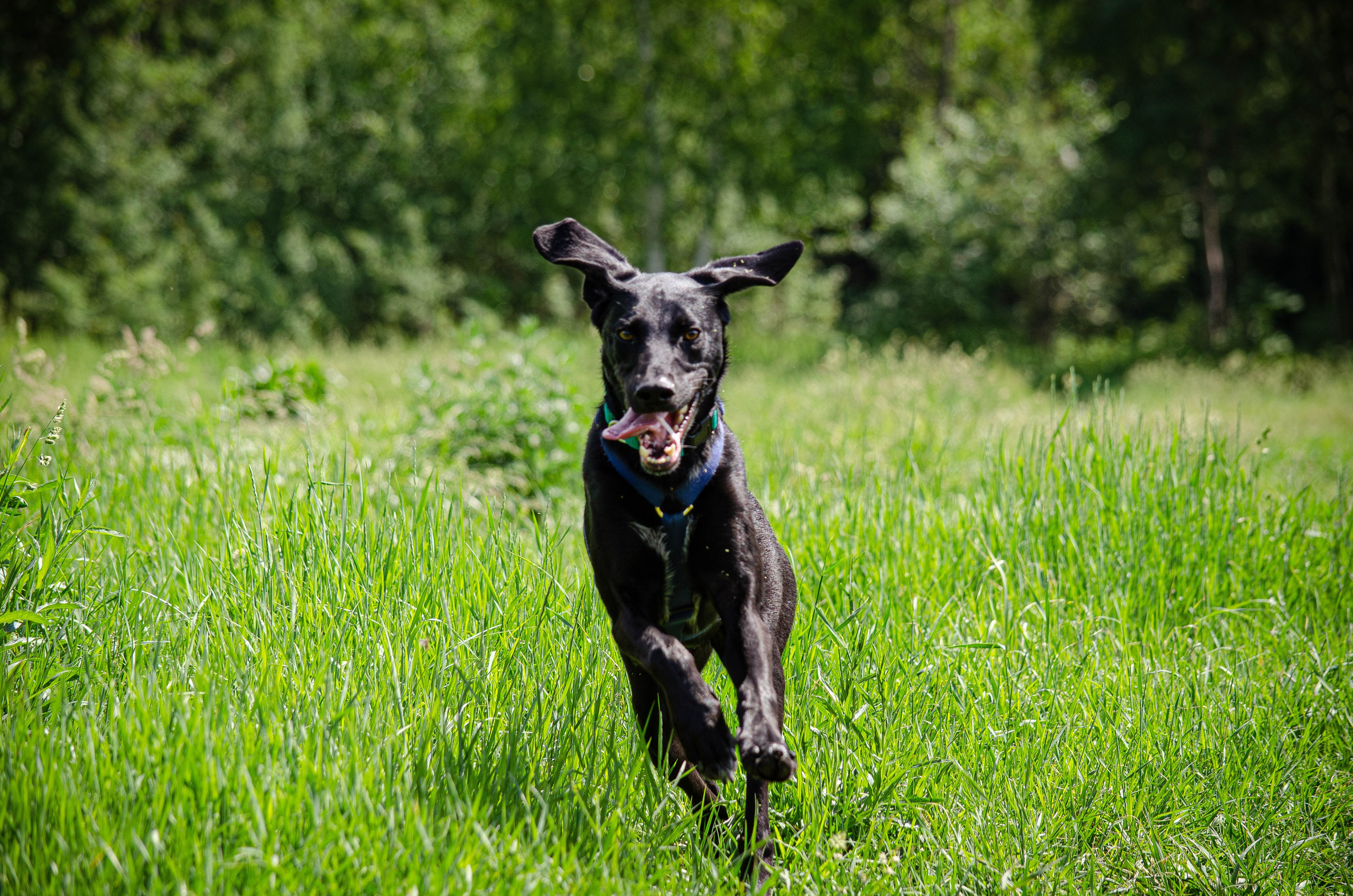 Мира и Барон. Фотограф Светлана Блинова, Москва и Московская область