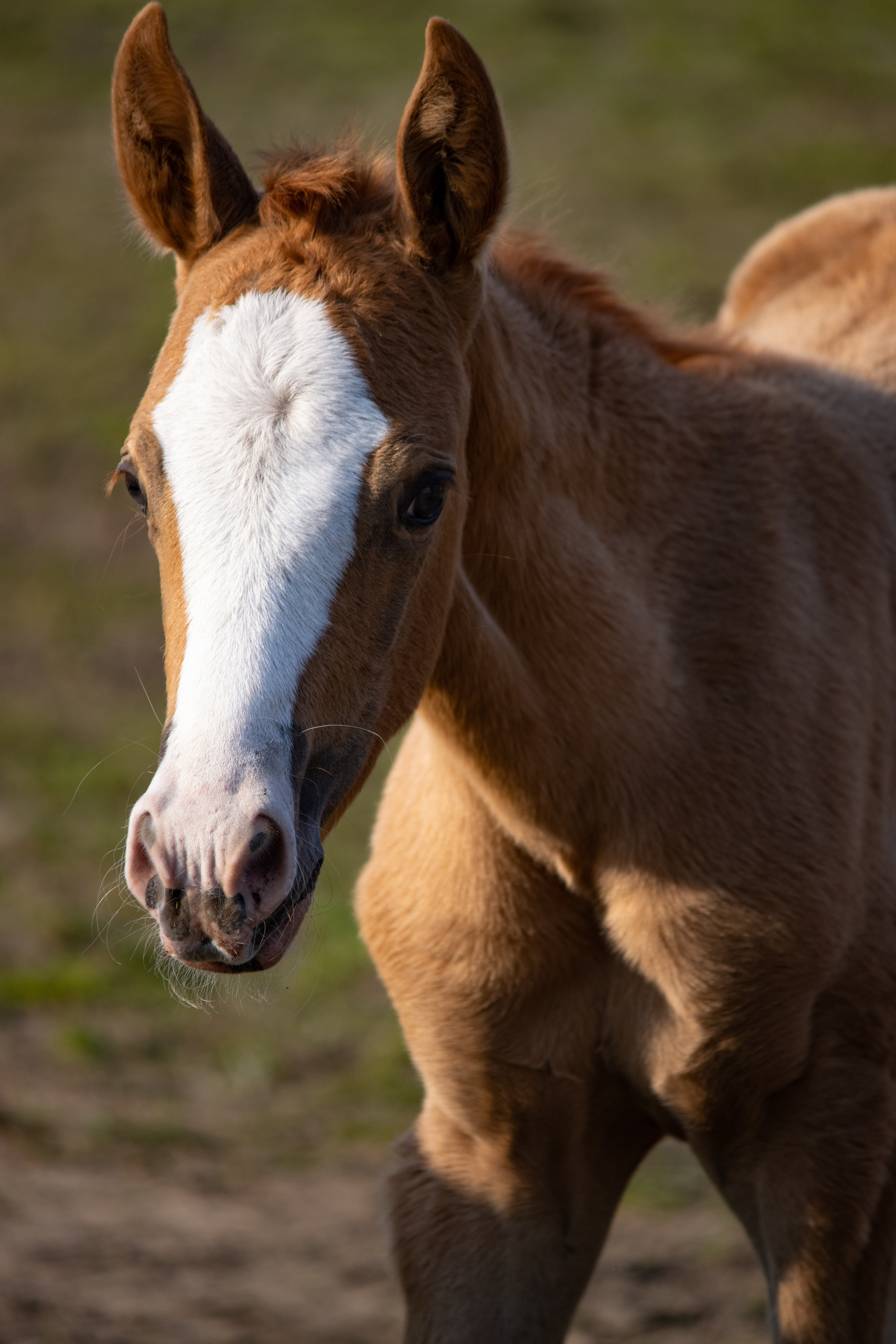 Ася Пчелинцева, фотограф в СПб и ЛО