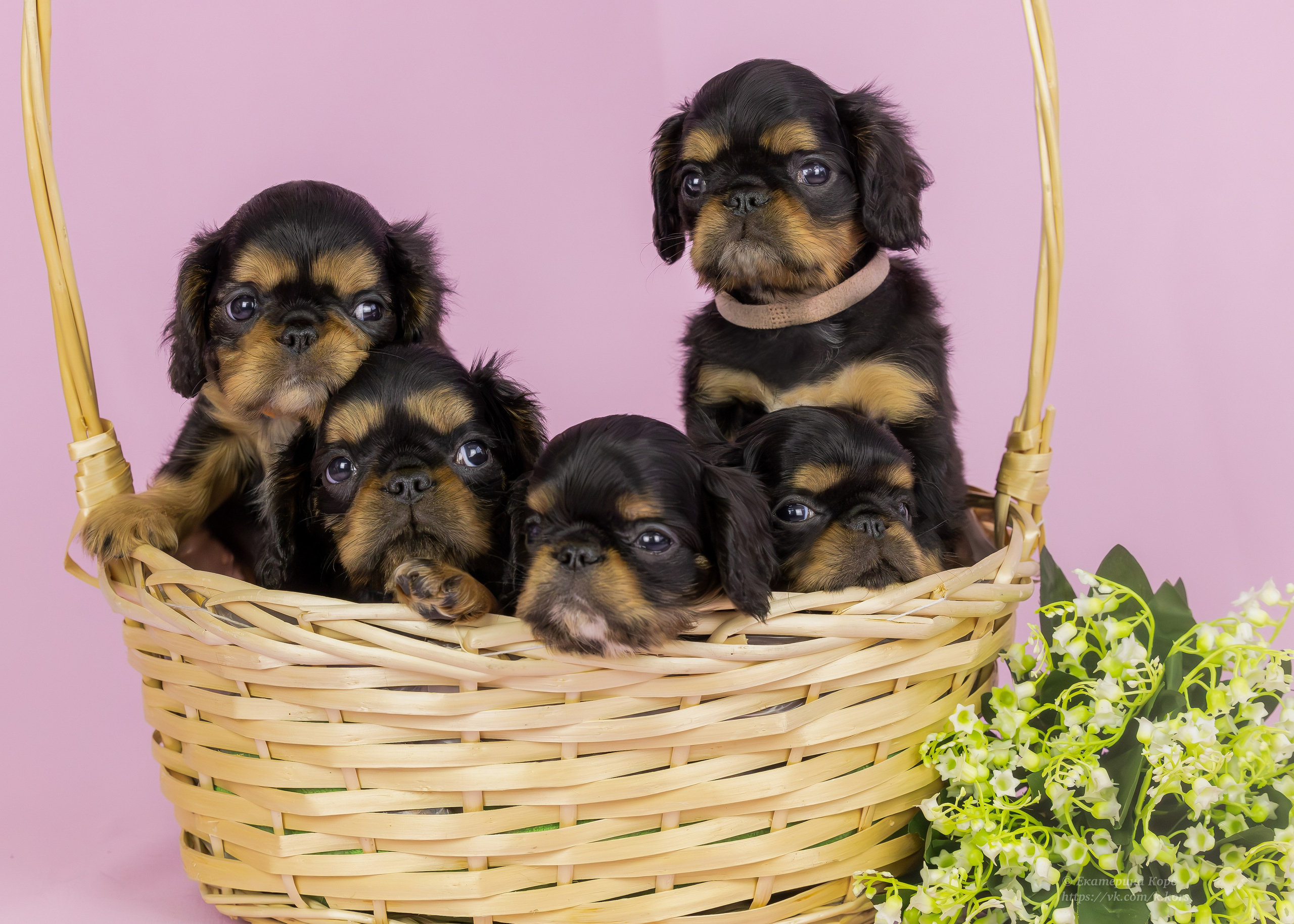 Студия. Главная