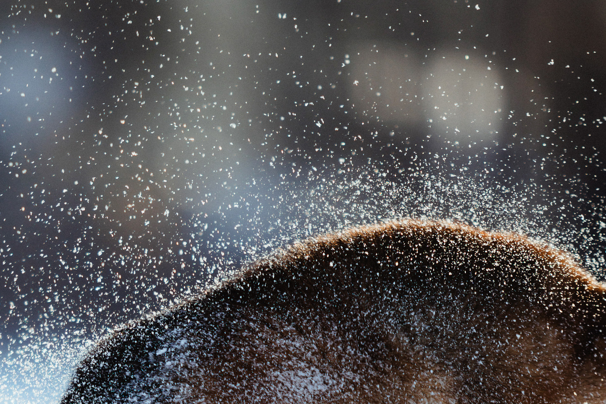 Шед, Цири и Ира