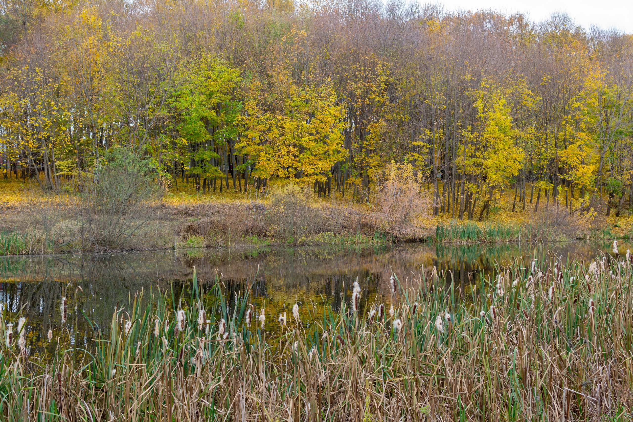 Старенький Nikon 3100 и nikkor 35 mm 1.8 (фото проявленные из RAW-NEF файлов). Фотограф в Туле Крупский АнДРей. Фотостудия «КАДР71» в Туле