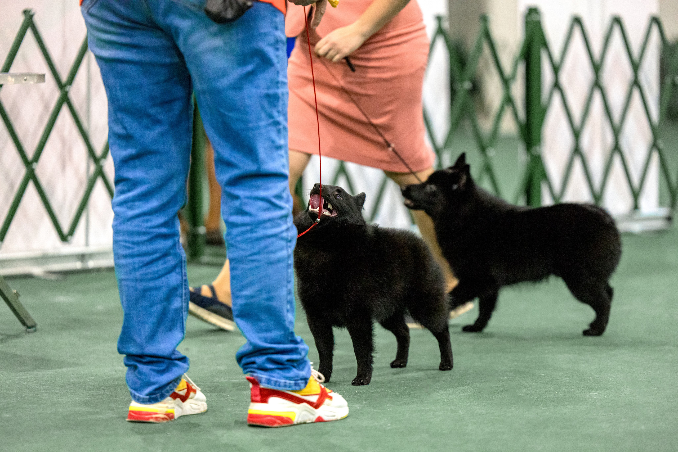 Сфера 29.10,Крокус 4.11,Сфера 12.11.2023. Фотограф-анималист Юлия Германика