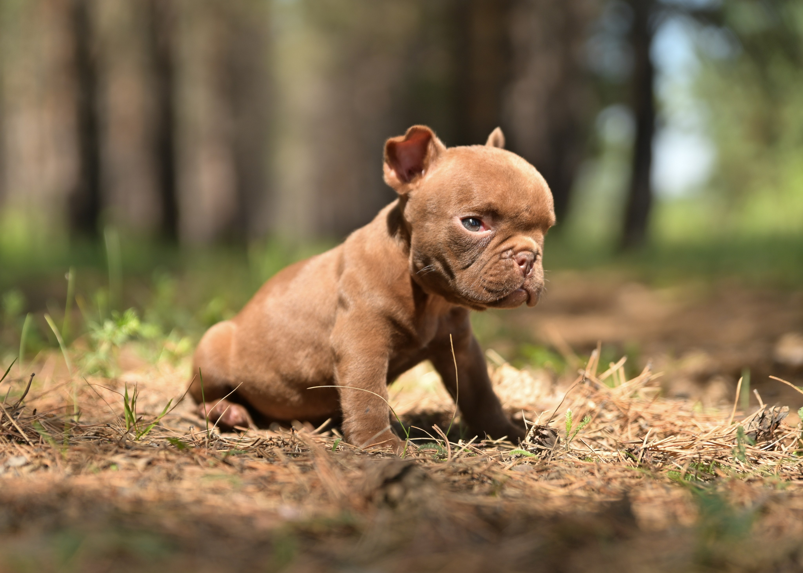 Свободные щенки Американский Булли в Иркутске. Питомник собак Иркутск