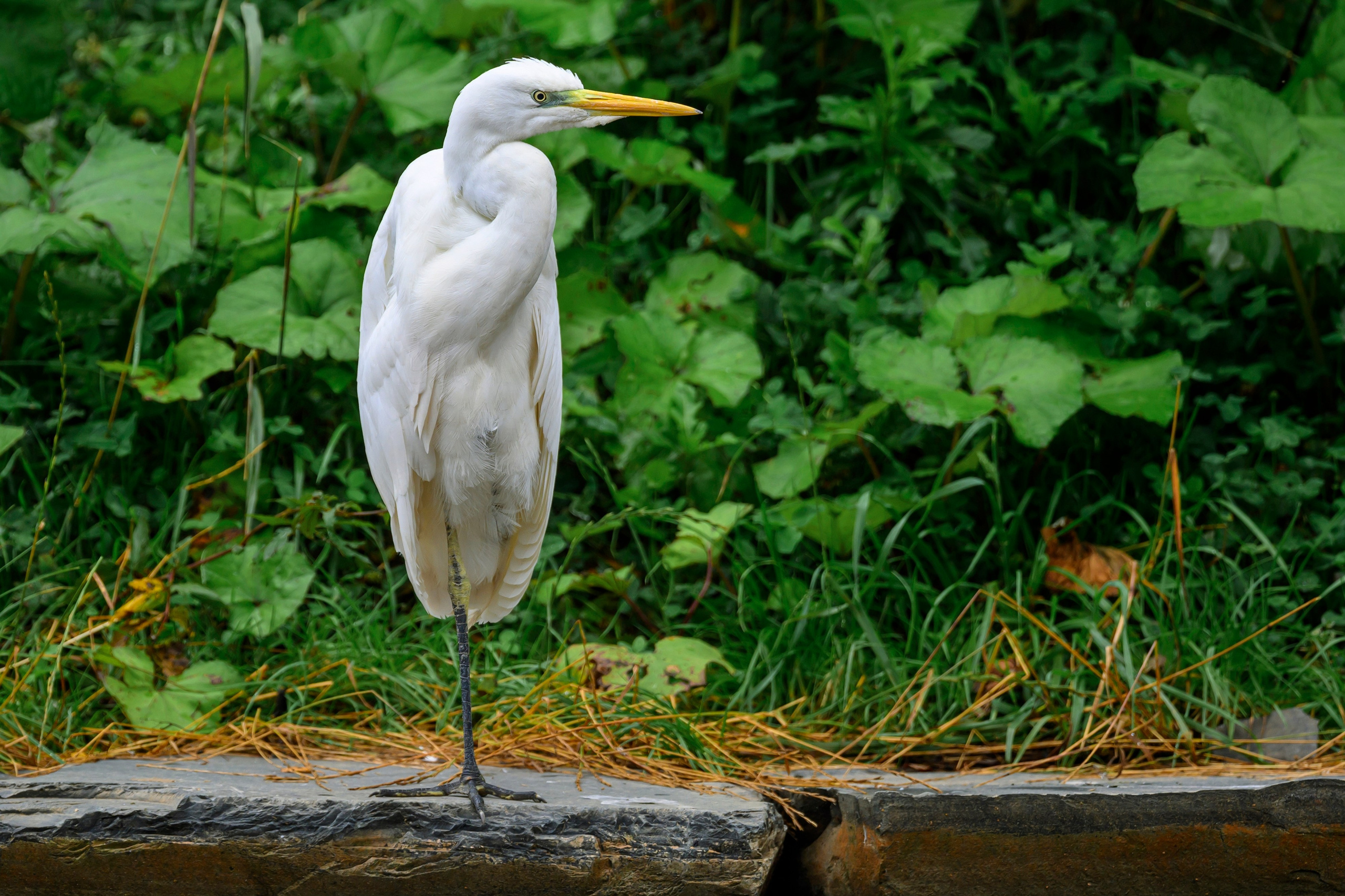 Красавки, цапли, утки: Парк Ближняя дача. Wildlife photography by Sergey Puponin