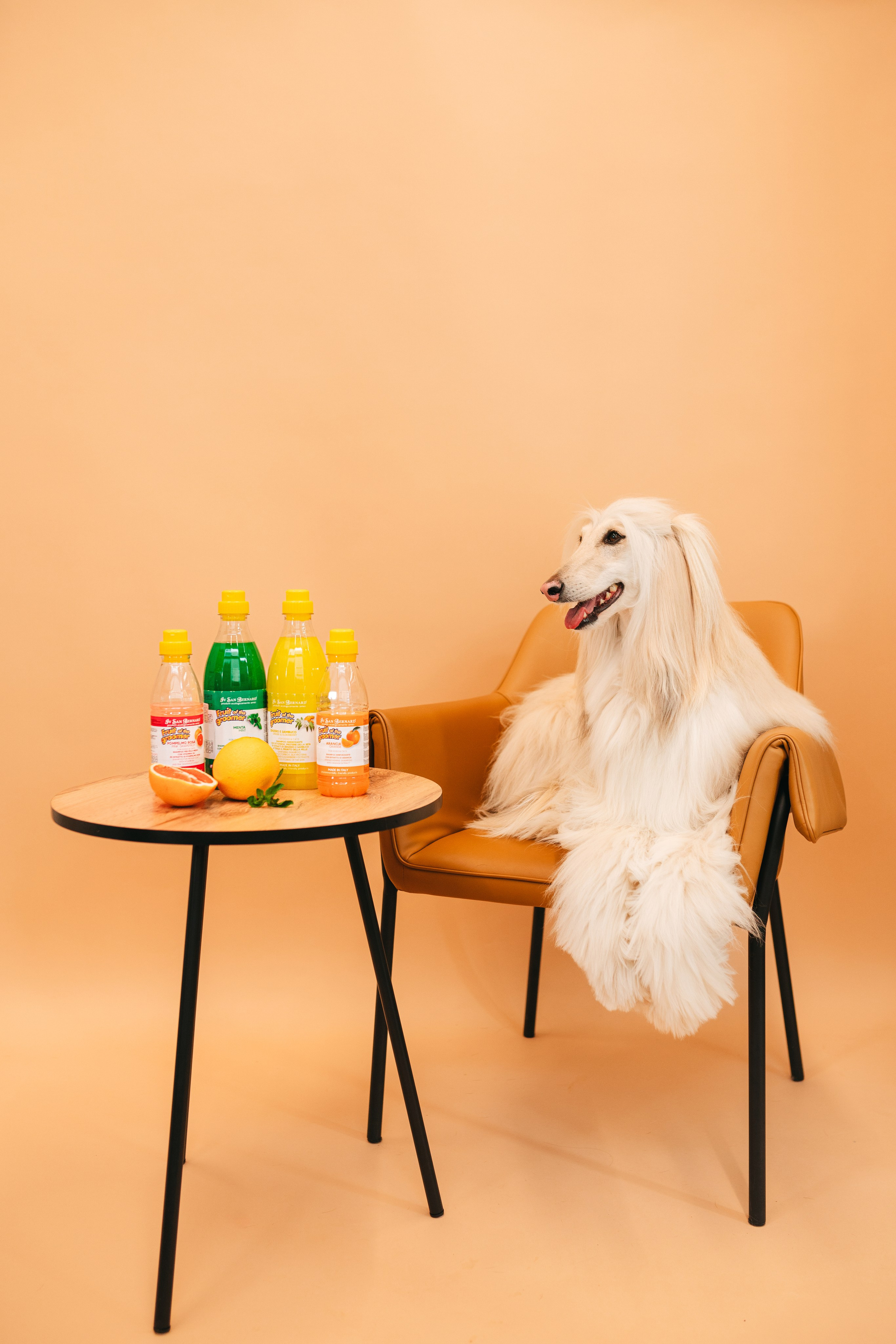 Груминг — салон. Фотограф анималист Осипчикова Мария