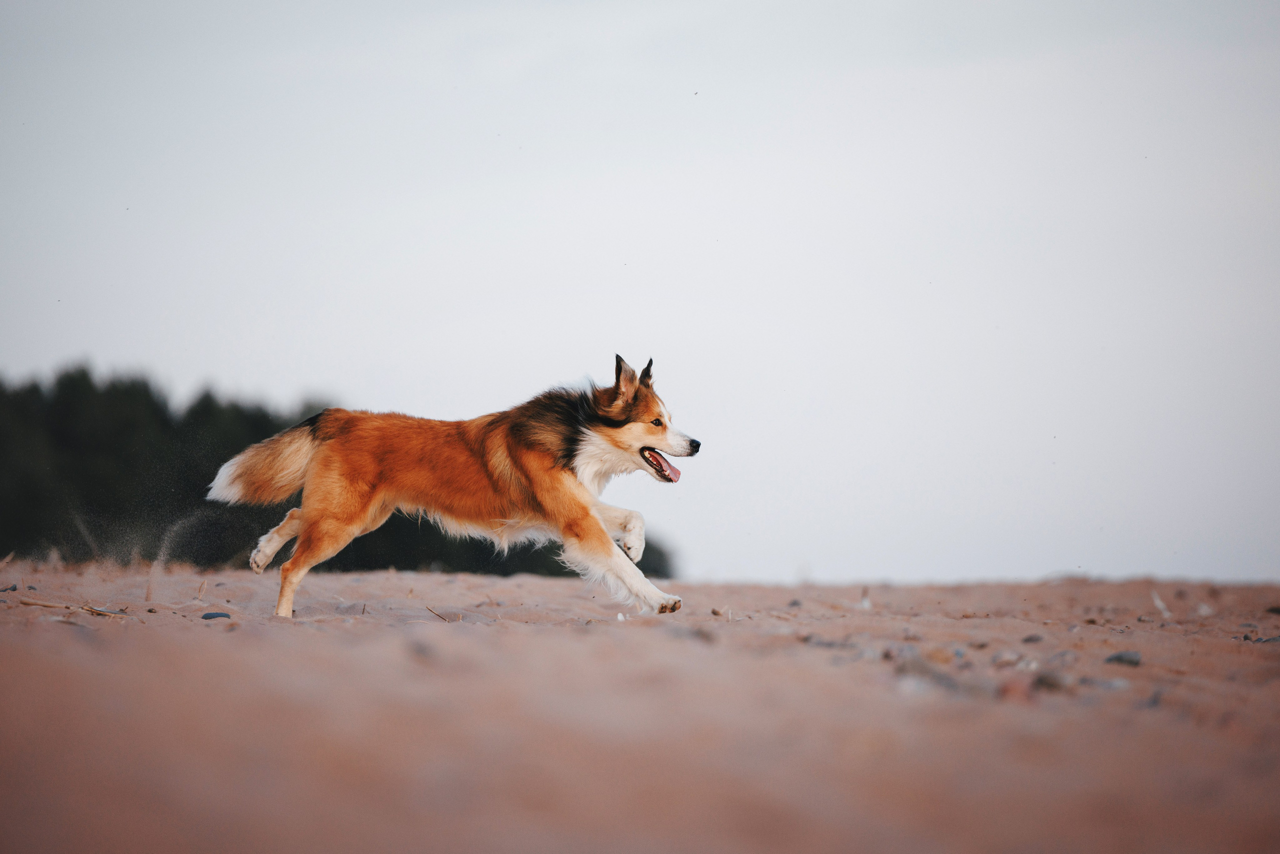 Рита, Маша и много собак. Фотограф анималист Осипчикова Мария