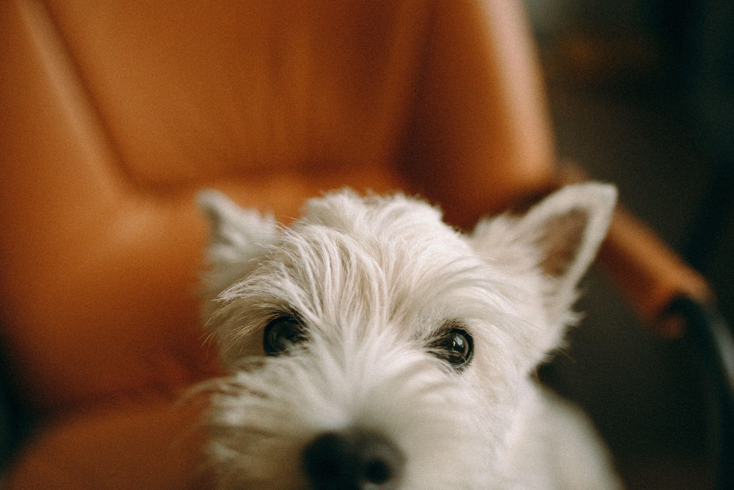 Снежуля, Мари и Саша. Фотограф анималист Анастасия Пикей