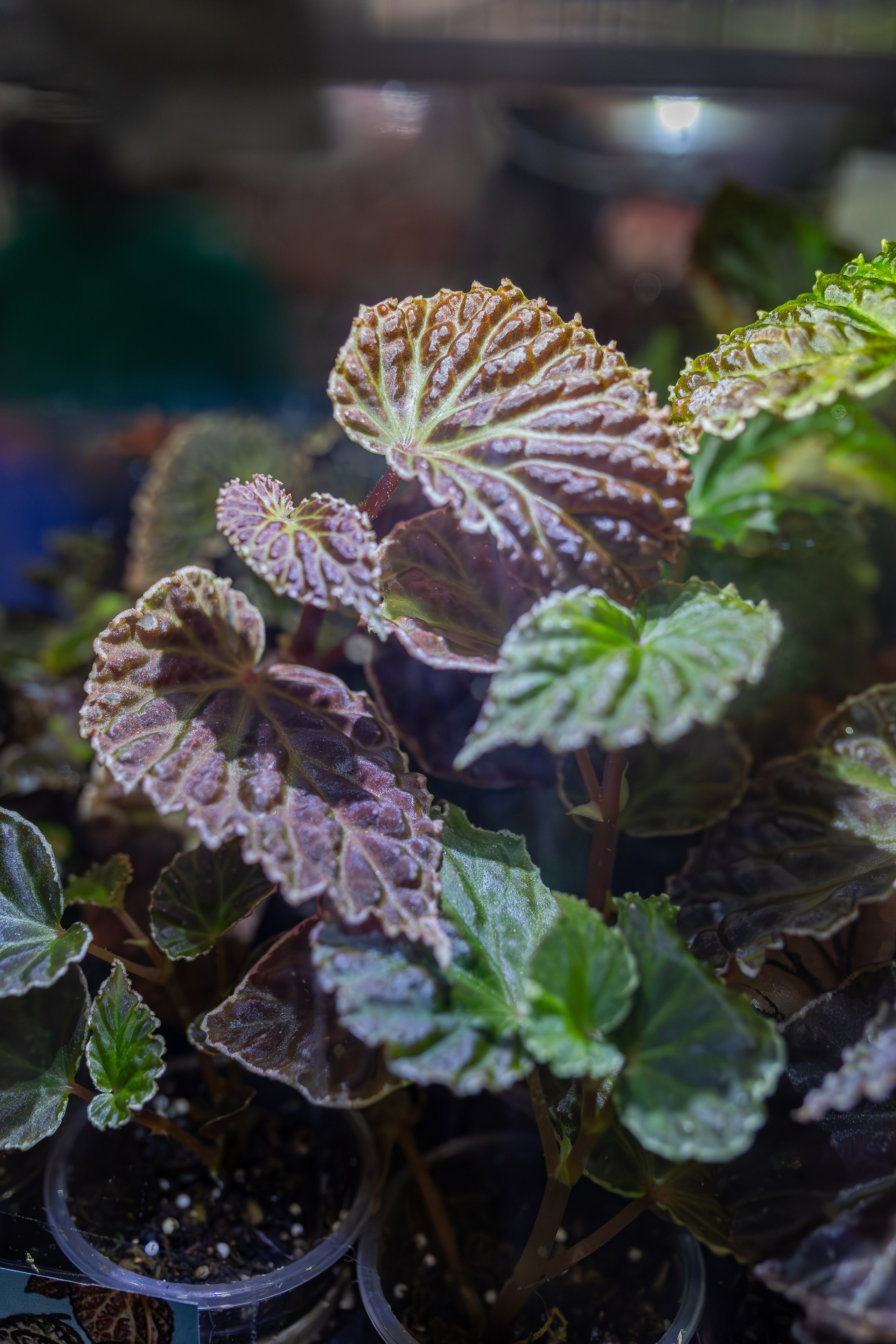 Монстериум апрель 2026. Александра Куликова фотограф, Москва