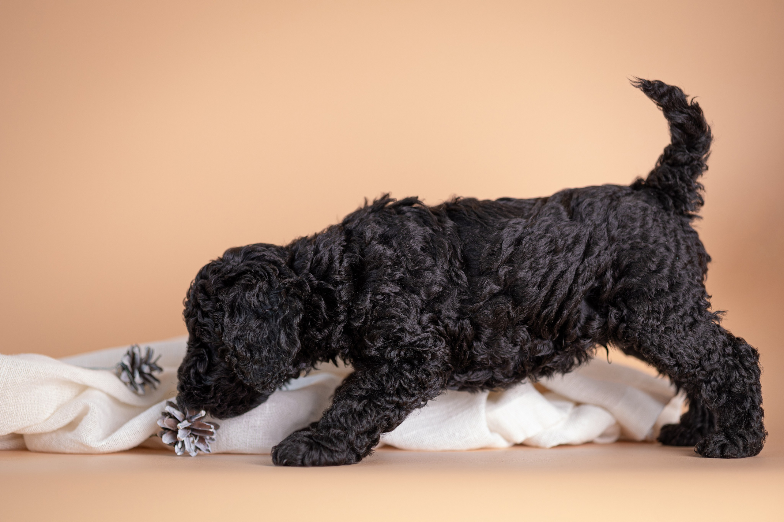 Щенки. Фотограф Яна Матвеева в Ижевске