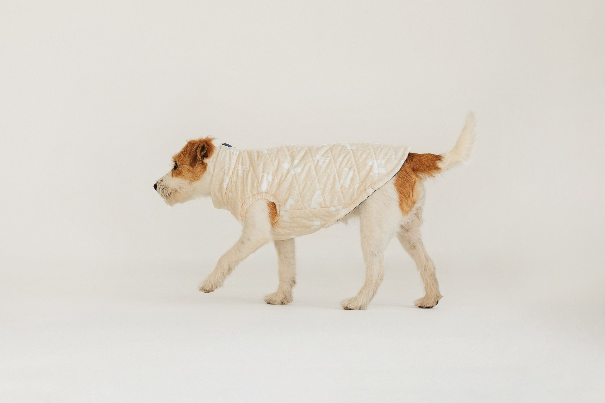 Одежда Lapa`s brand. Фотограф-анималист Елена Радченко, Москва