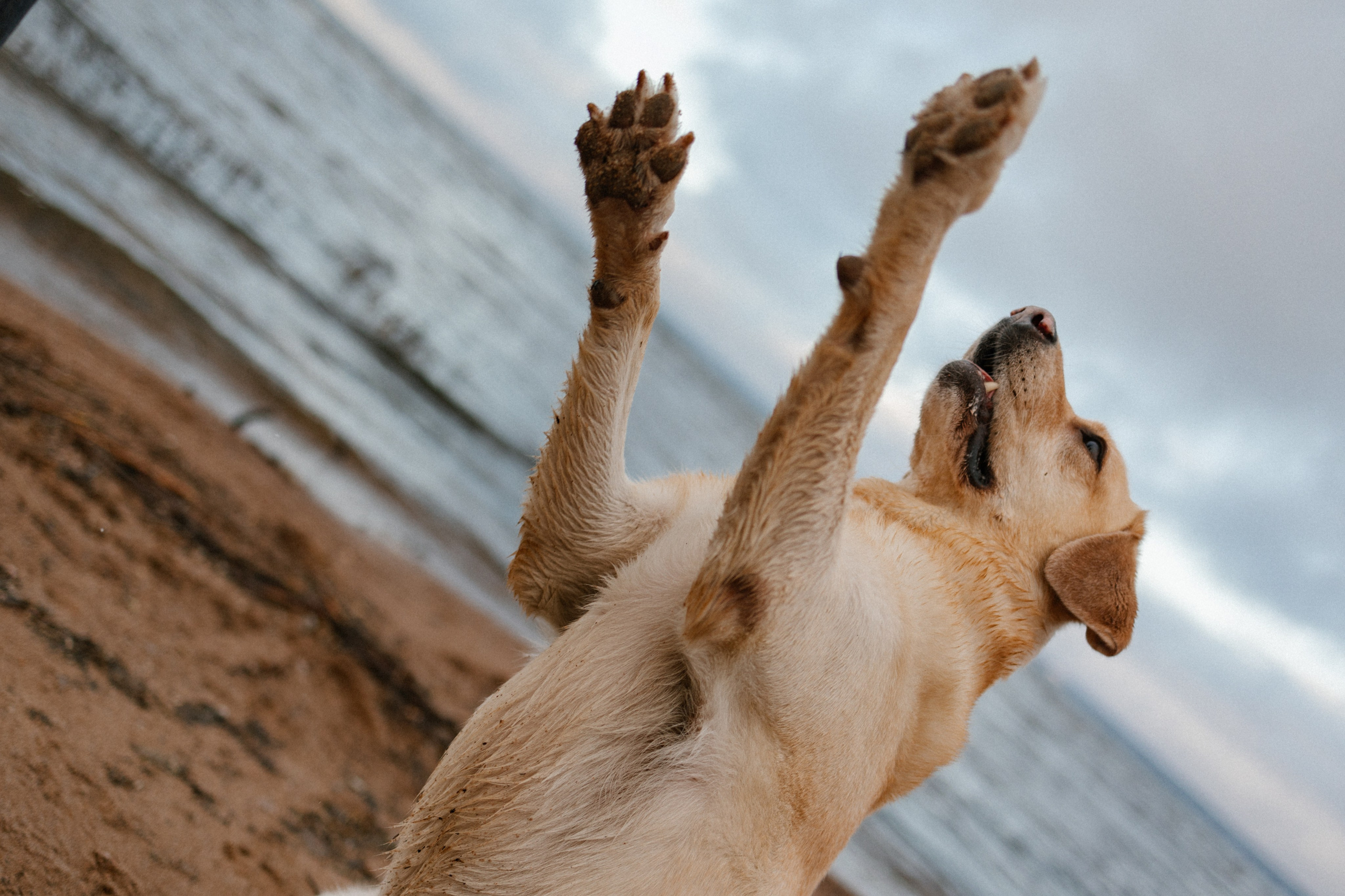 Ирина и Бася. Фотограф — Анималист | Санкт-Петербург