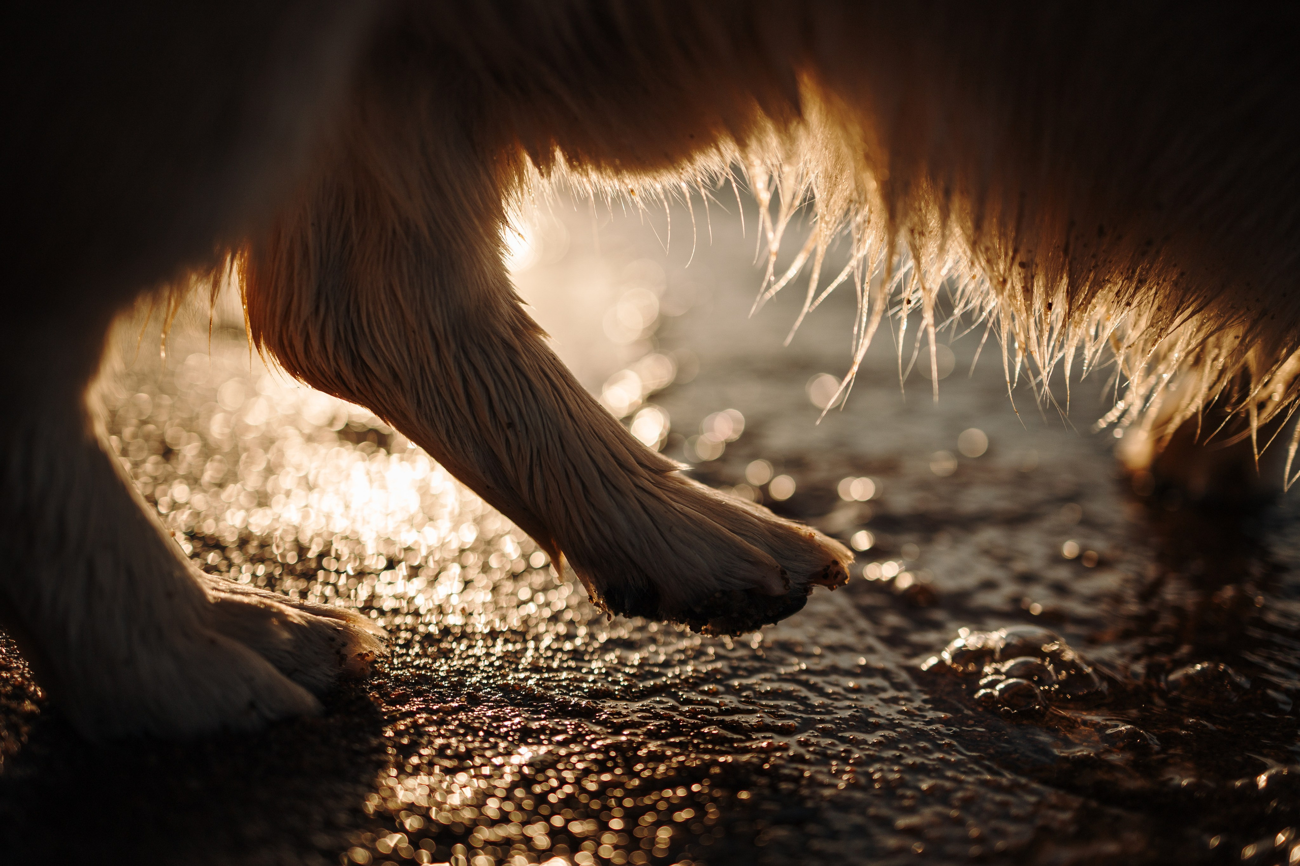Найт и его семья. Фотограф — Анималист | Санкт-Петербург