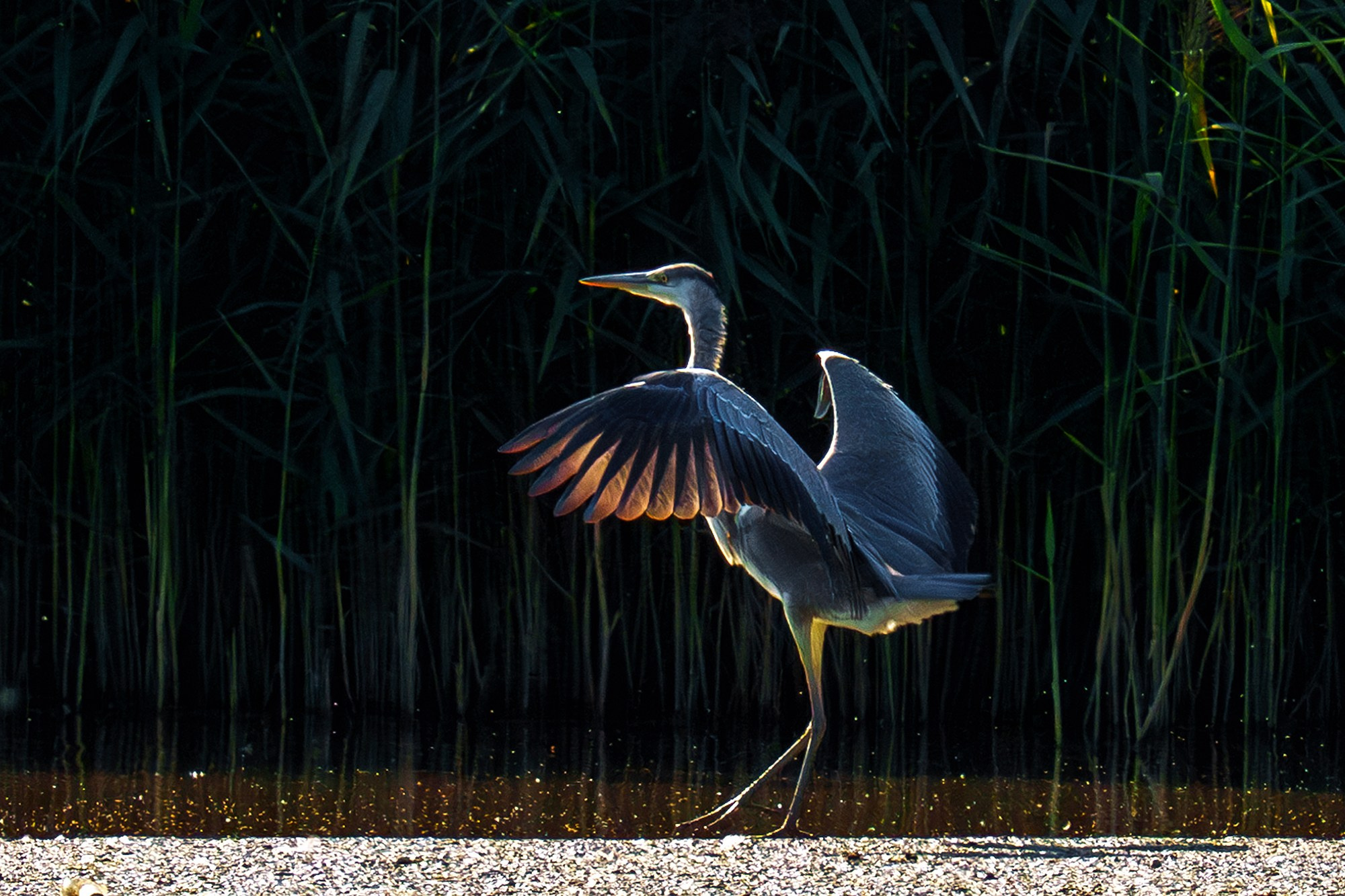 Удивительные мир птиц. Вокруг нас столько прекрасного — присмотритесь!. Ваш личный фотограф Марина Волкова