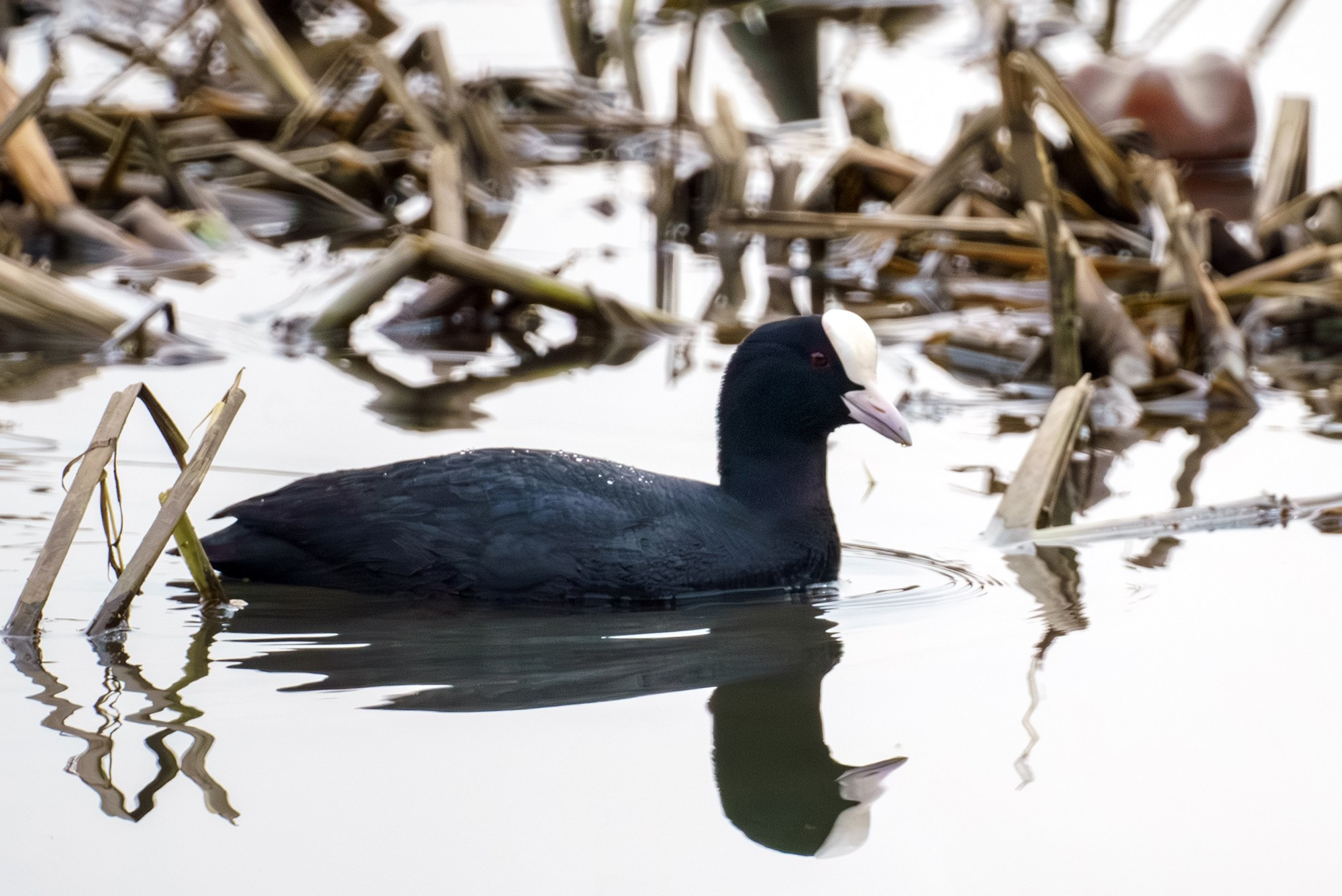 Удивительные мир птиц. Вокруг нас столько прекрасного — присмотритесь!. Ваш личный фотограф Марина Волкова