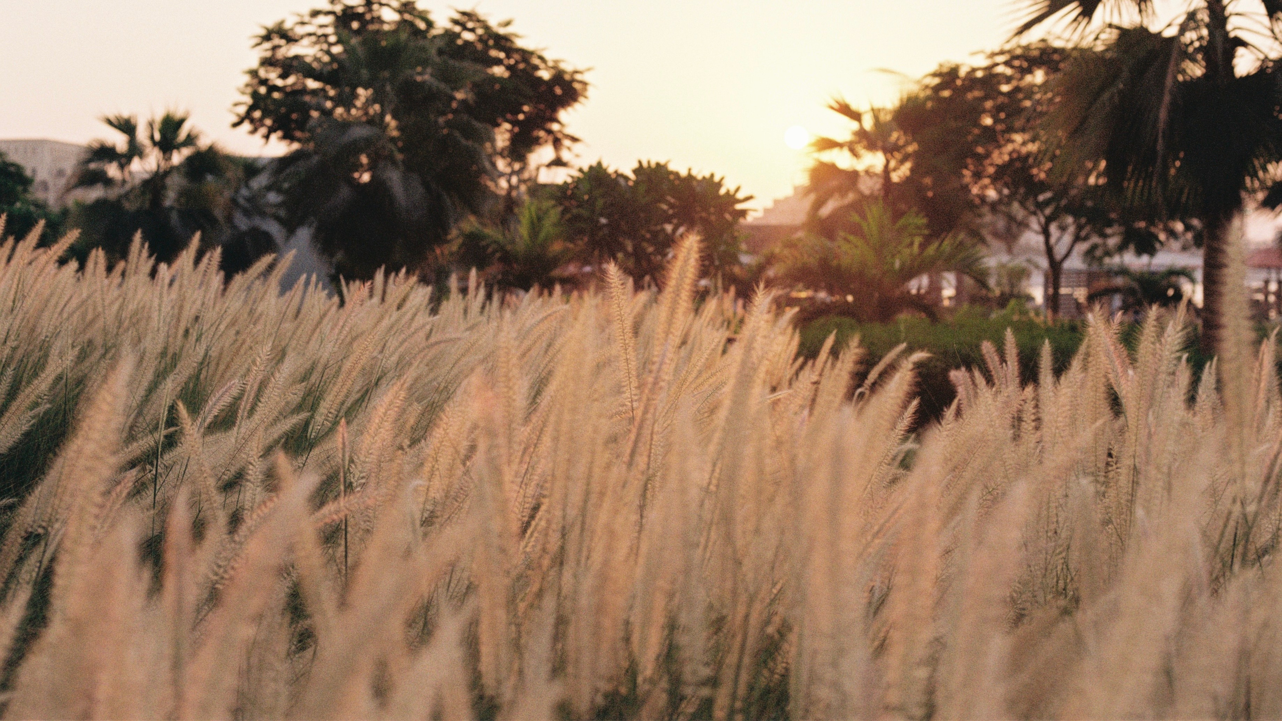 ПЛЕНКА. Фотограф в Москве Виктория Сипачева — портретная, семейная и парная съёмка