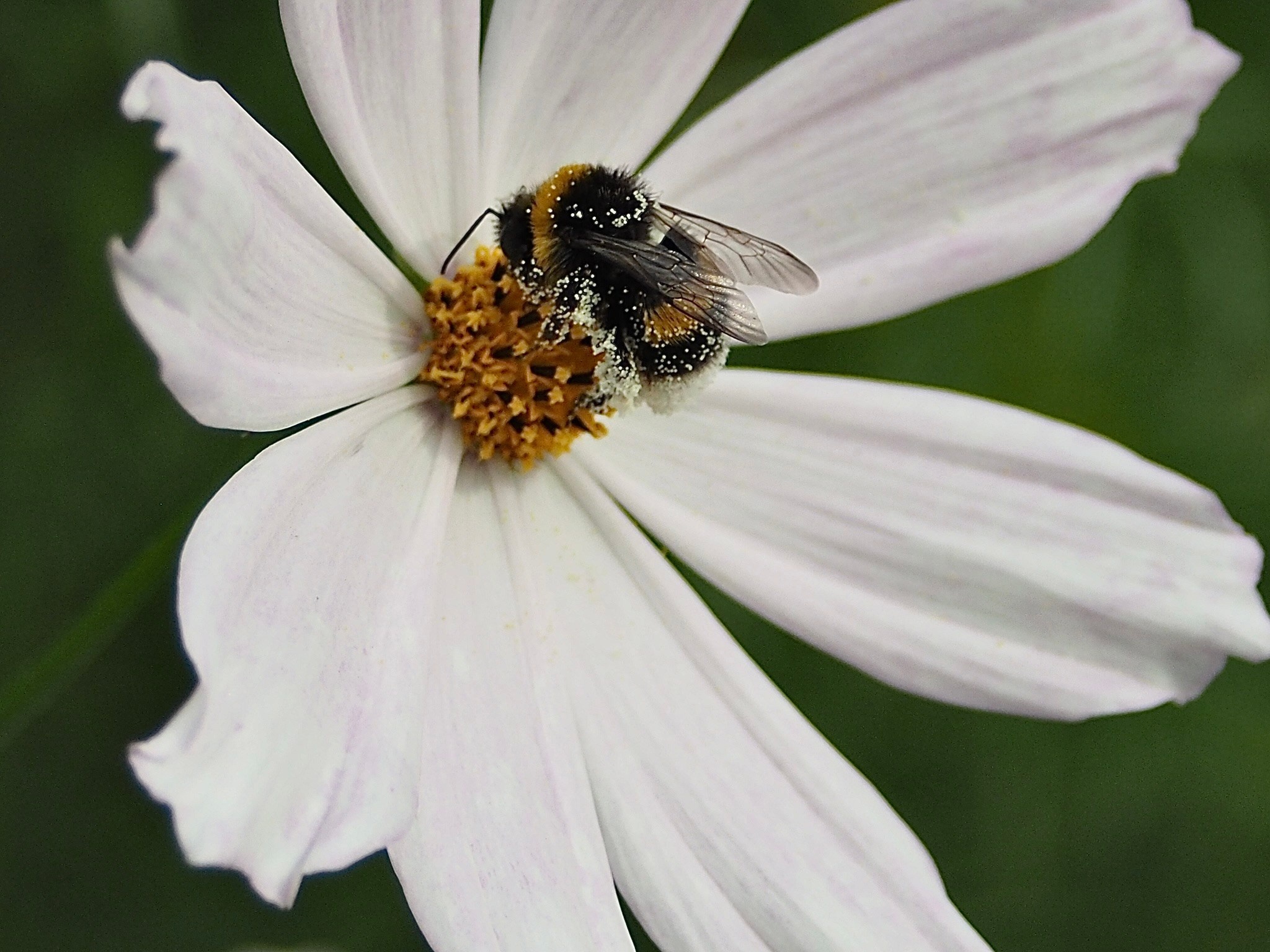 Макро любовь. Смотри, красота!