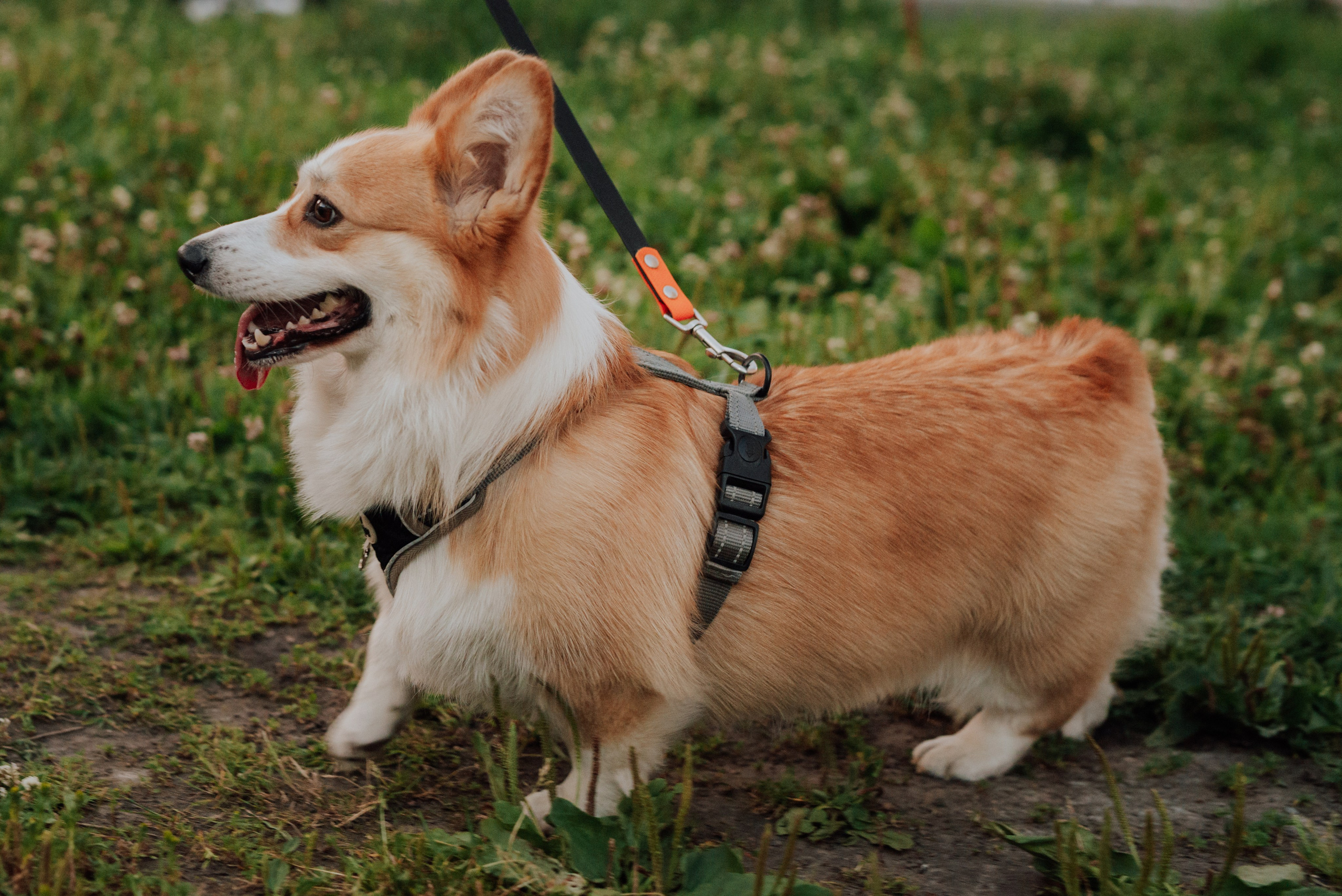 Фотовыходные с питомцами Мурино. Фотограф в Санкт-Петербурге и Ленинградской области