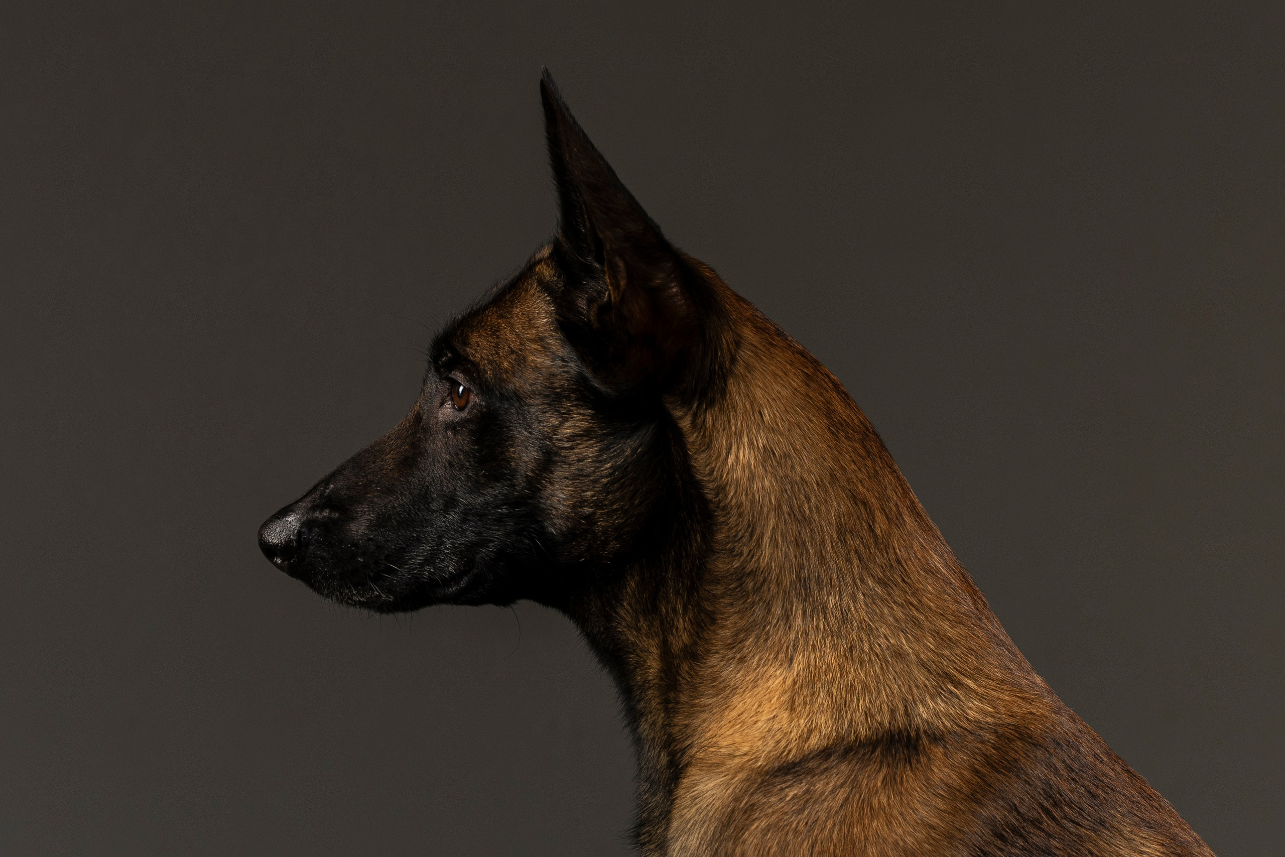 Студия. Фотограф-анималист Анна Маринич