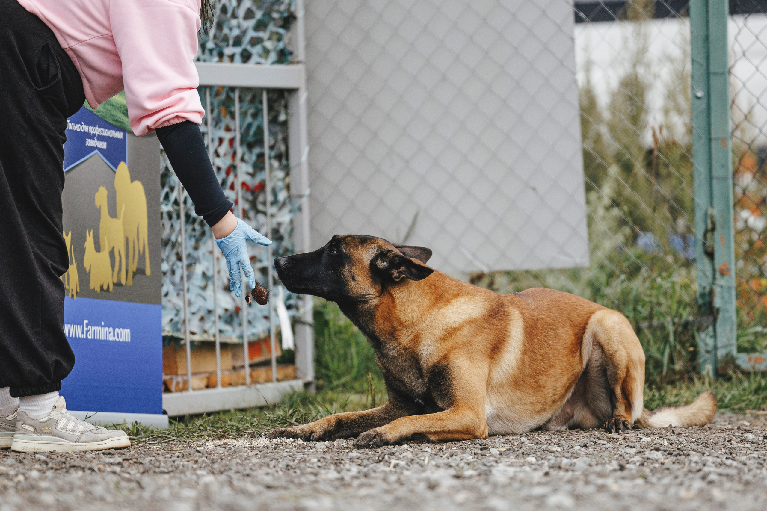 08.08.25-10.08.25 ЧР по мондьорингу г. Вологда. Фотограф-анималист Анна Маринич