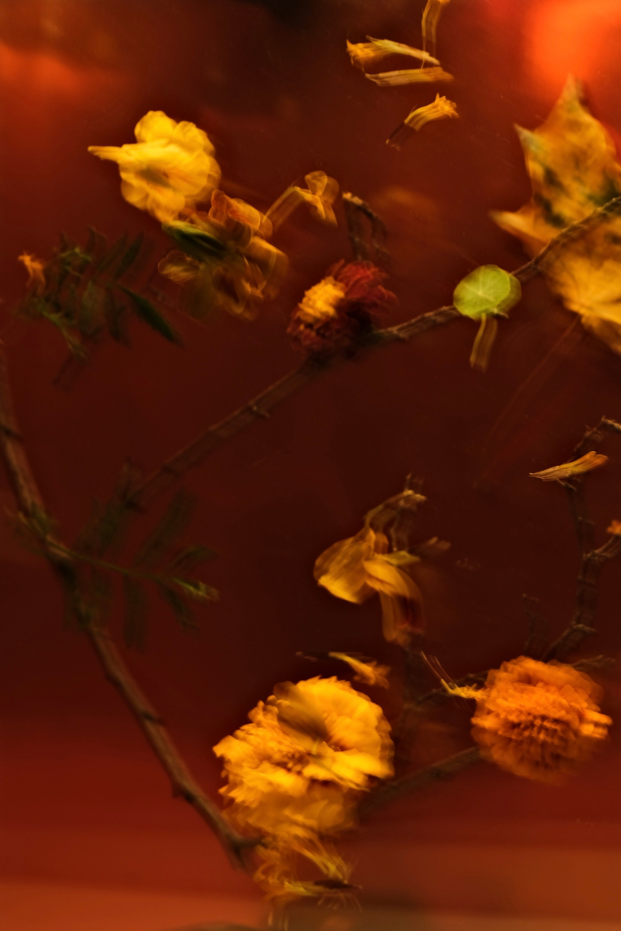 Цветочные принты. Фотограф Анна Чанаях