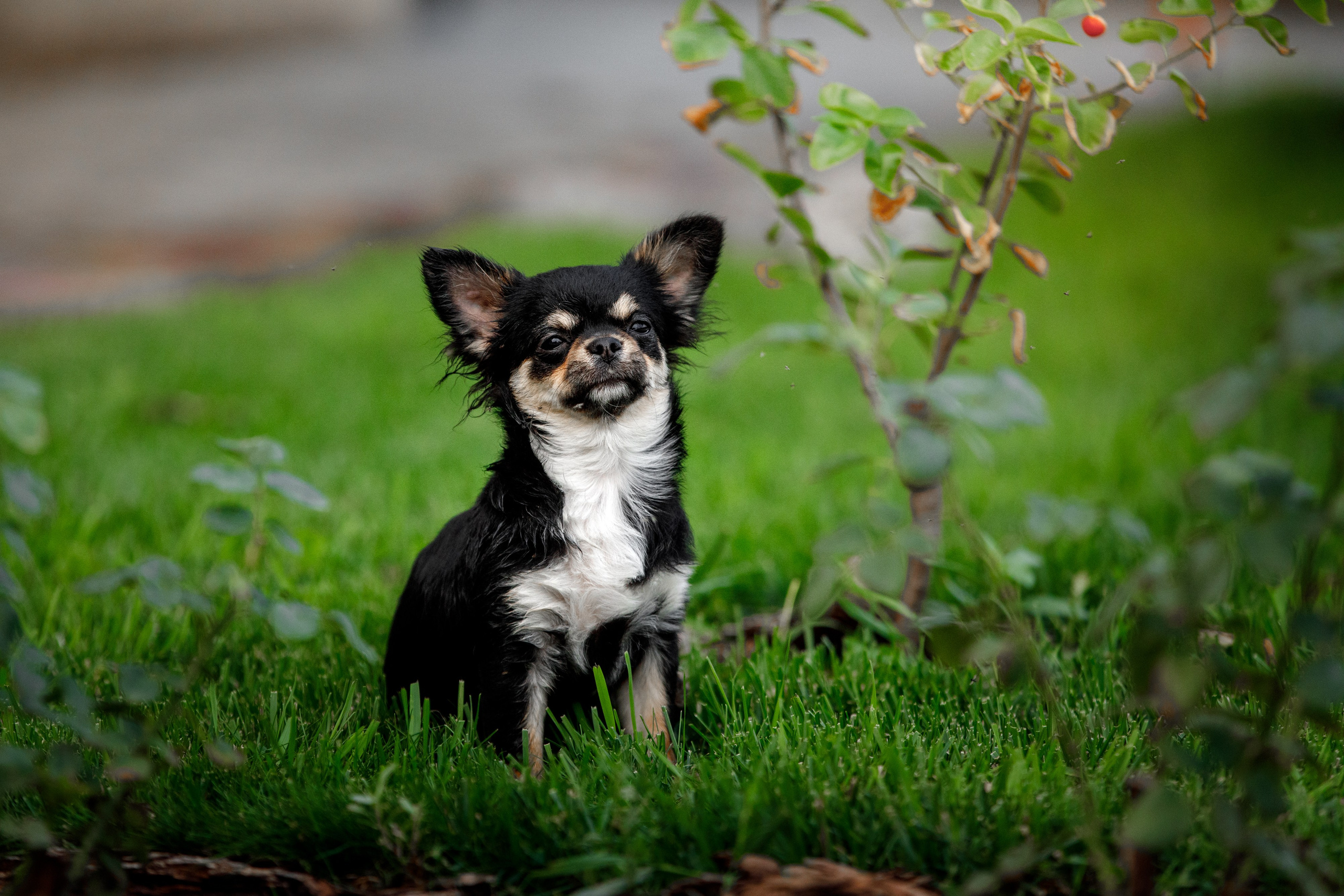 Болтовня в саду. О нас